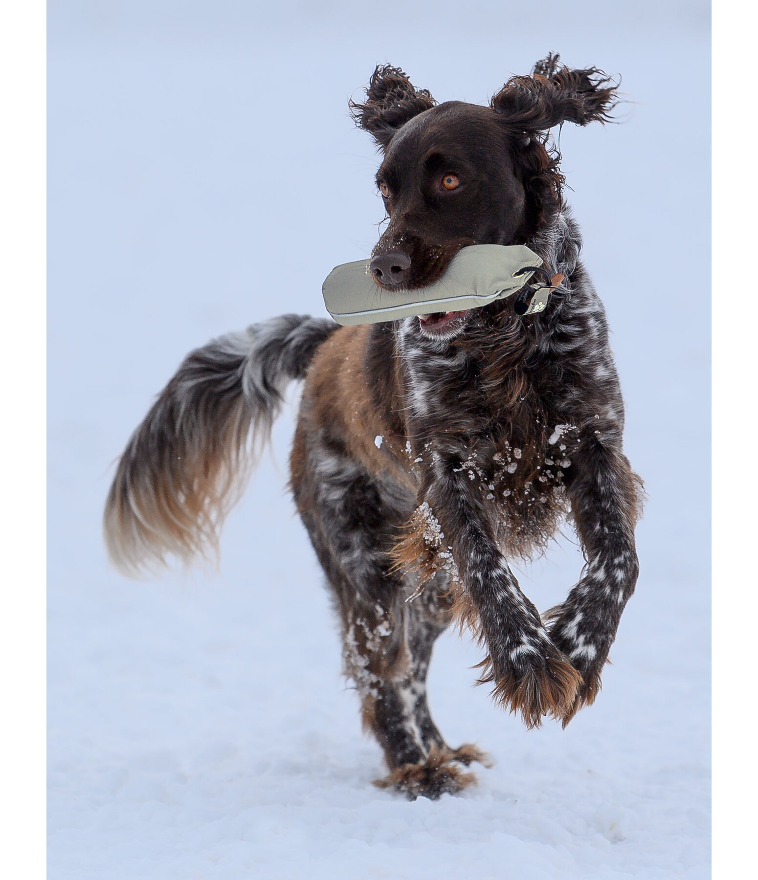 Trainingsdummy fr Hundes Nemo