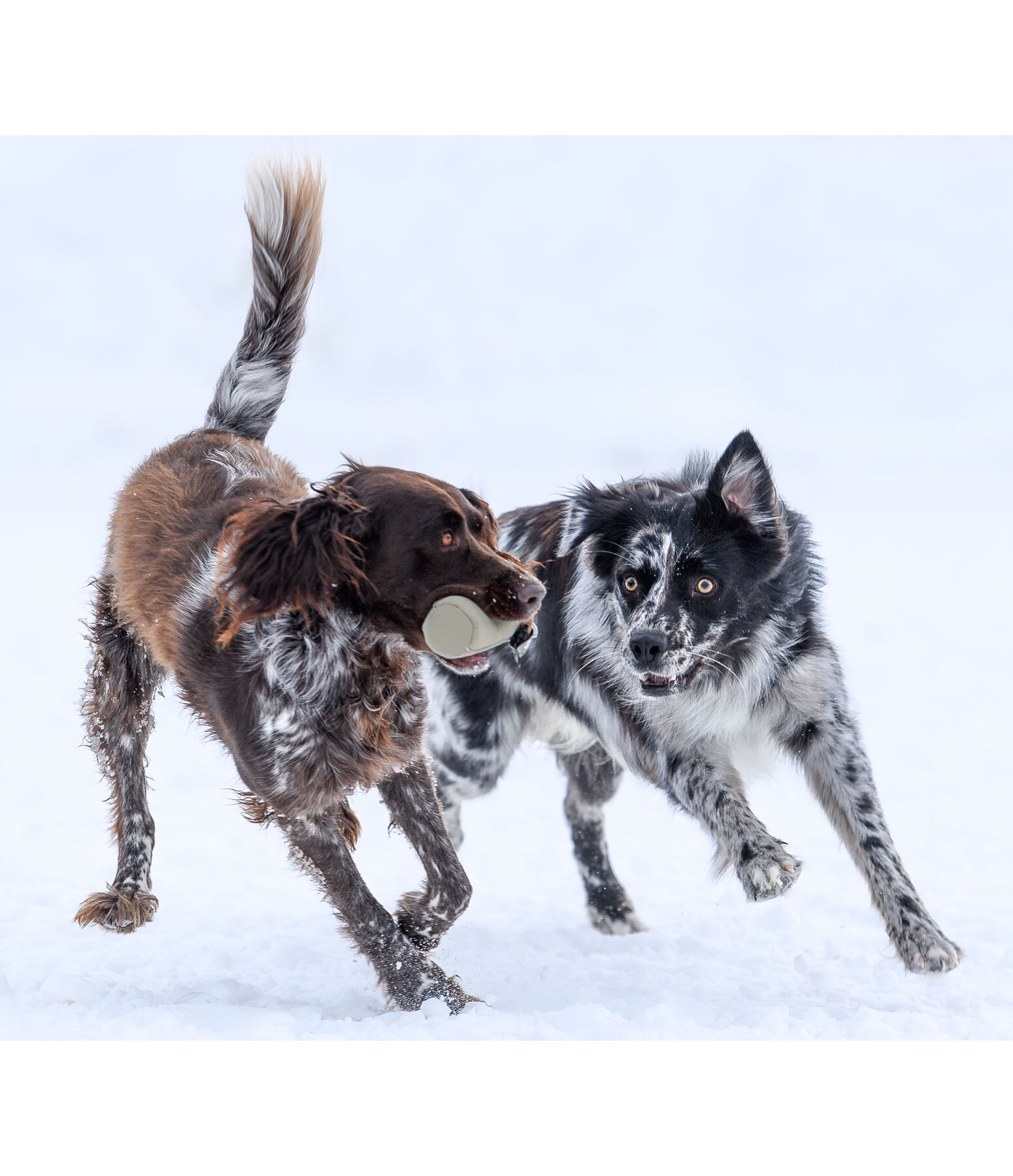 Trainingsdummy fr Hundes Nemo