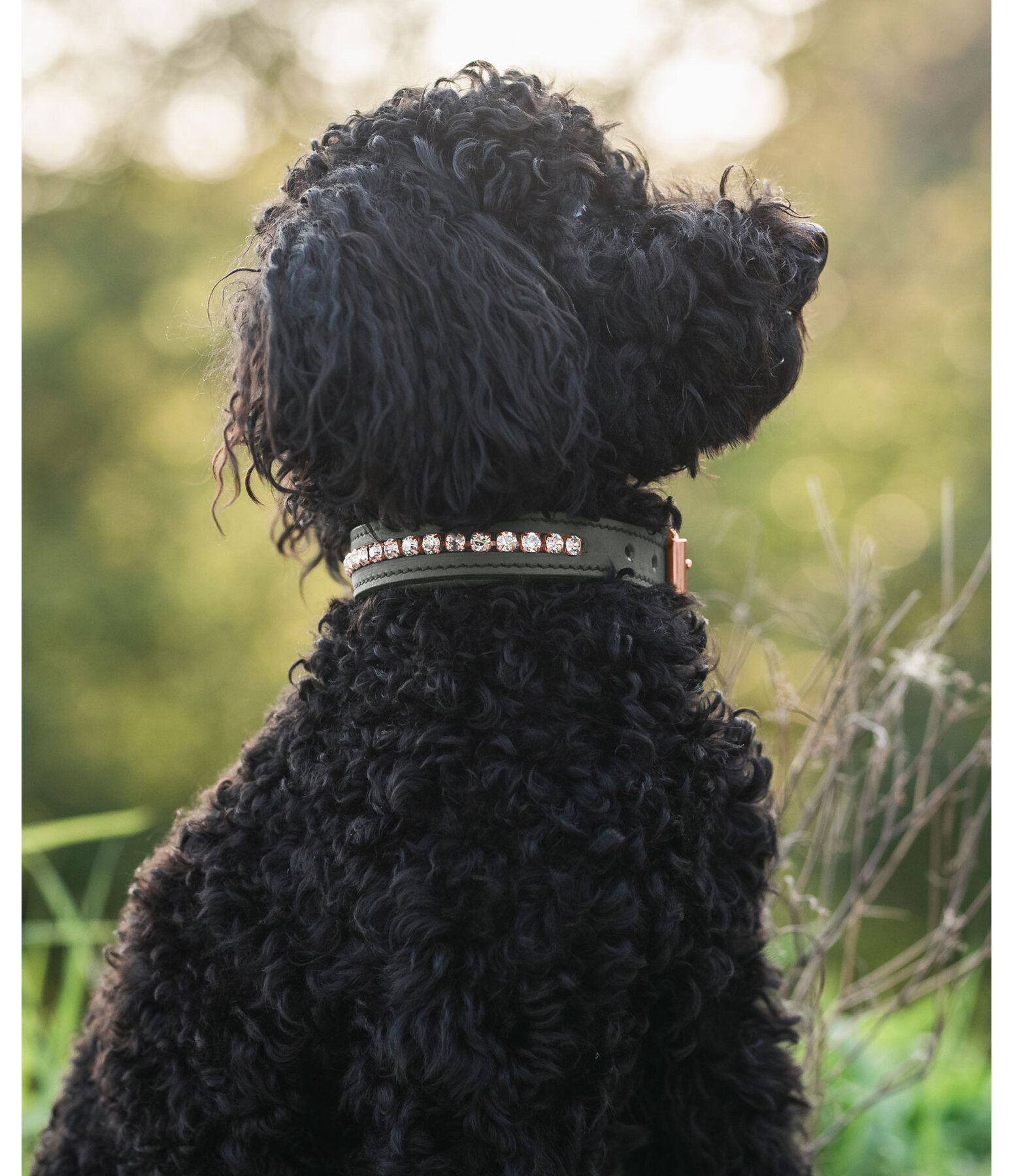 Leder-Hundehalsband Romy