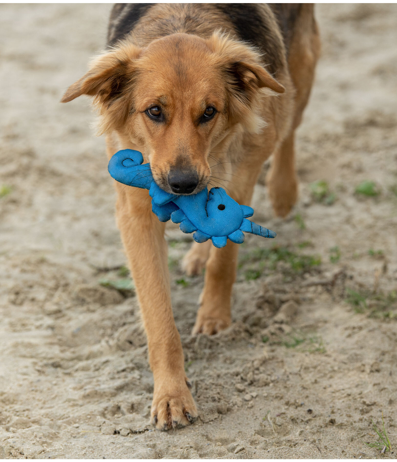 Hunde-Wasserspielzeug Aqua Unicorn