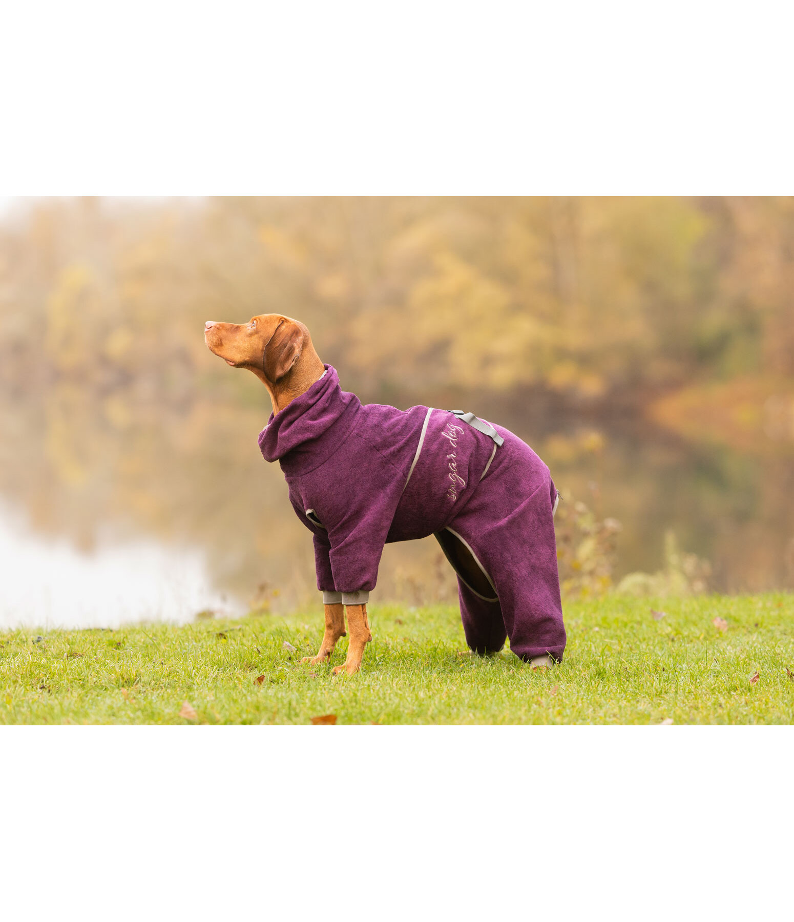 Hunde-Bademantel Allover Dry