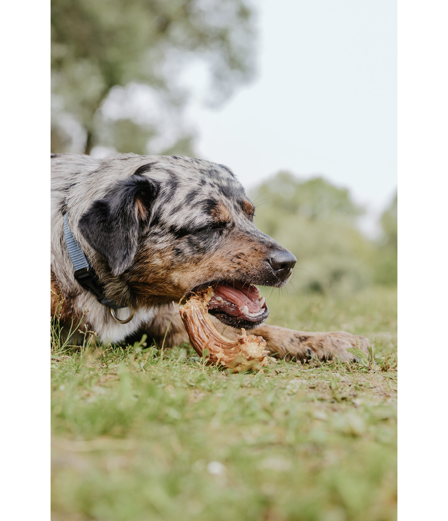 Putenhlse Hundesnack