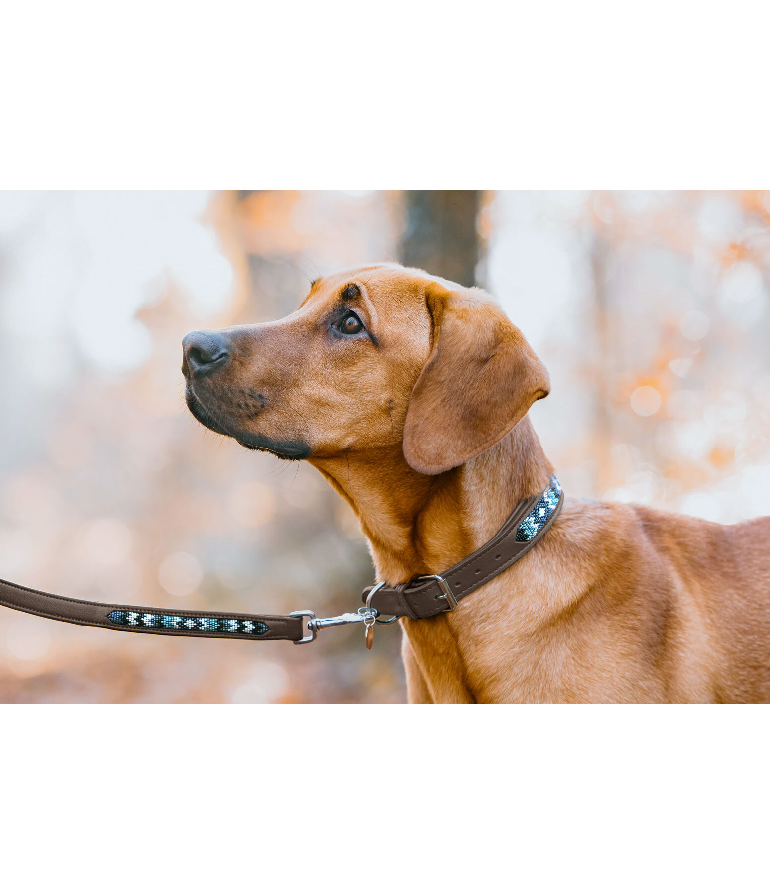 Hunde-Lederhalsband Nashville