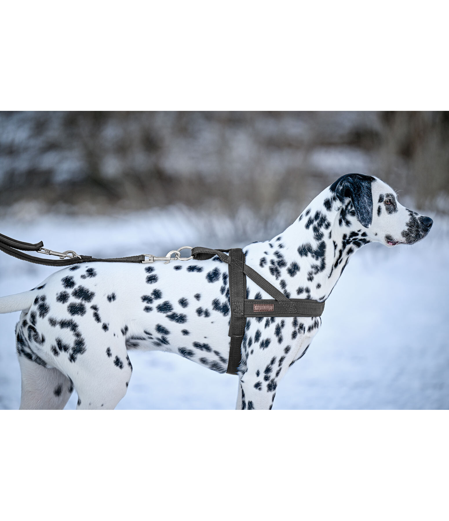 Norweger-Hundegeschirr Miley