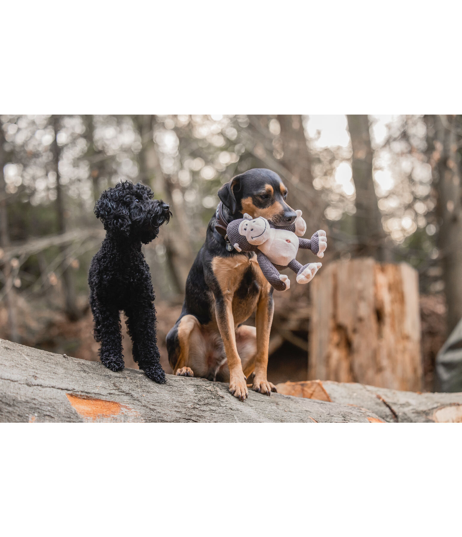 Hundespielzeug Kuschel-Affe Alfie