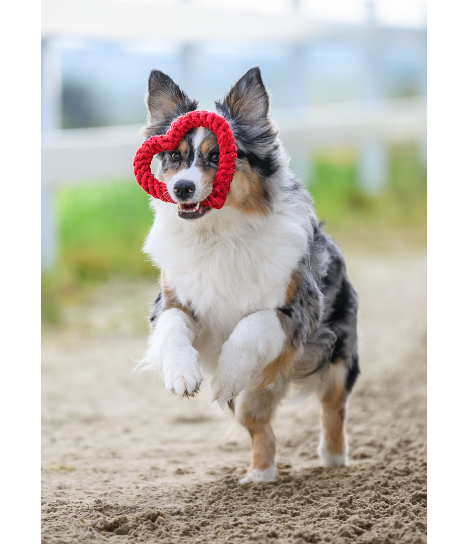 Tau-Spielzeug Valentine für Hunde