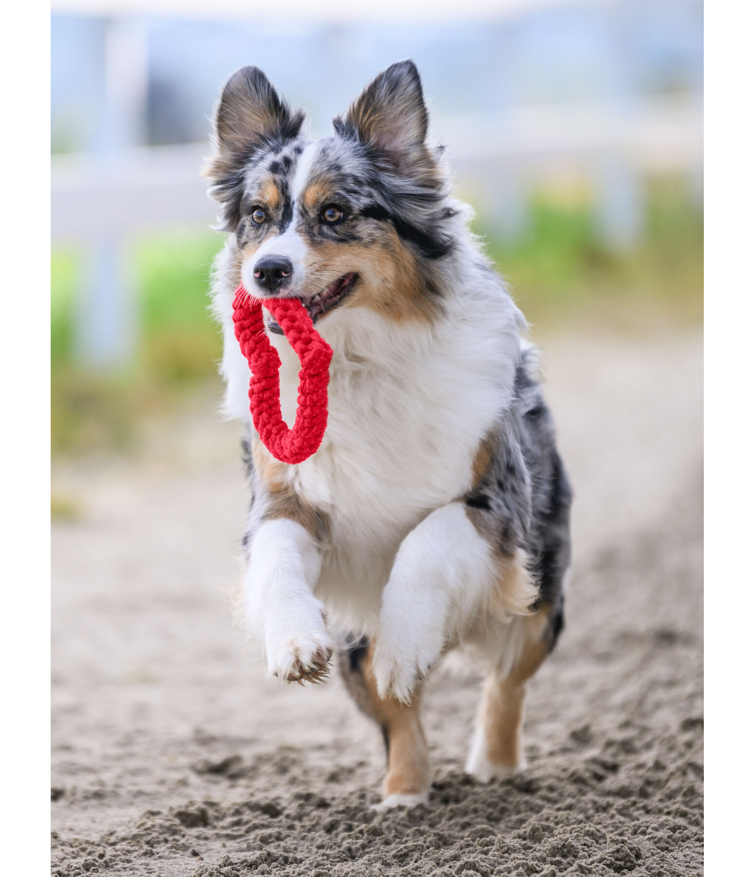 Tau-Spielzeug Valentine für Hunde
