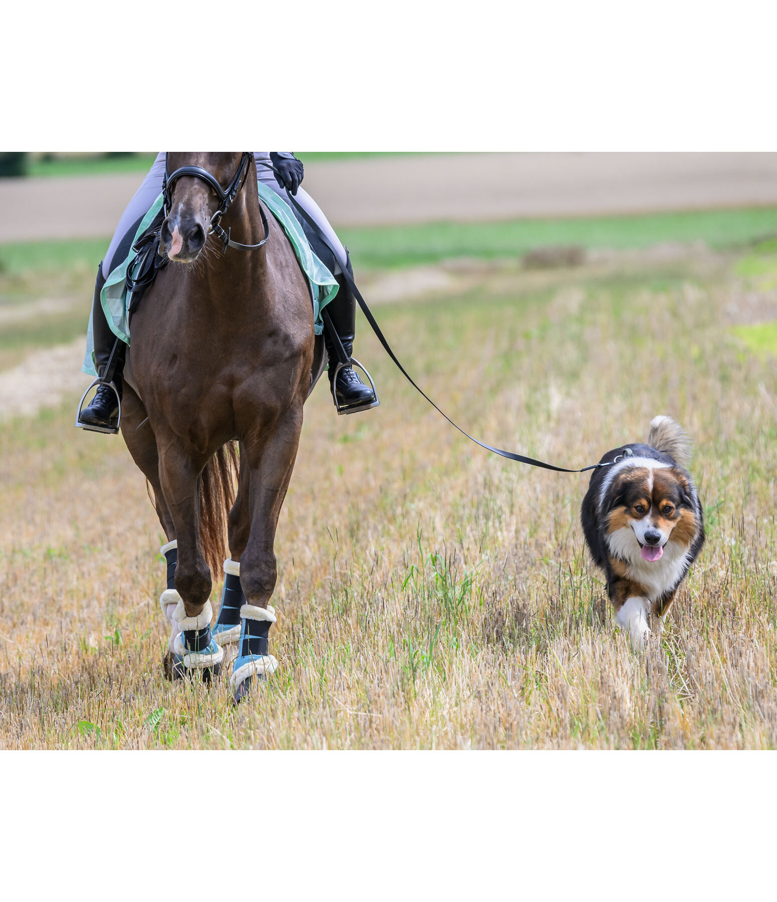 Waterproof Reitbegleit-Hundeleine Ginny