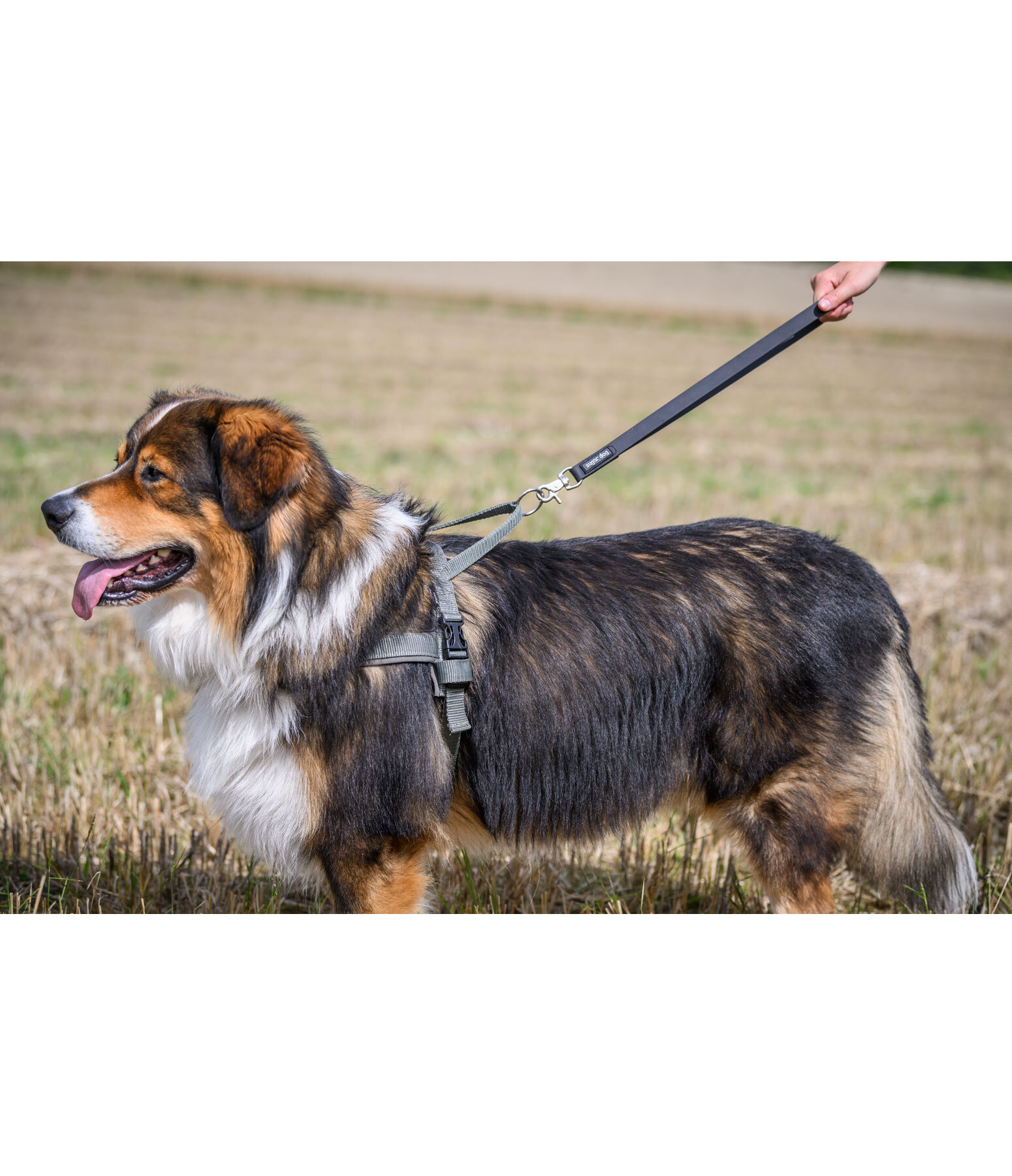 Waterproof Kurzfhrer Jug fr Hunde