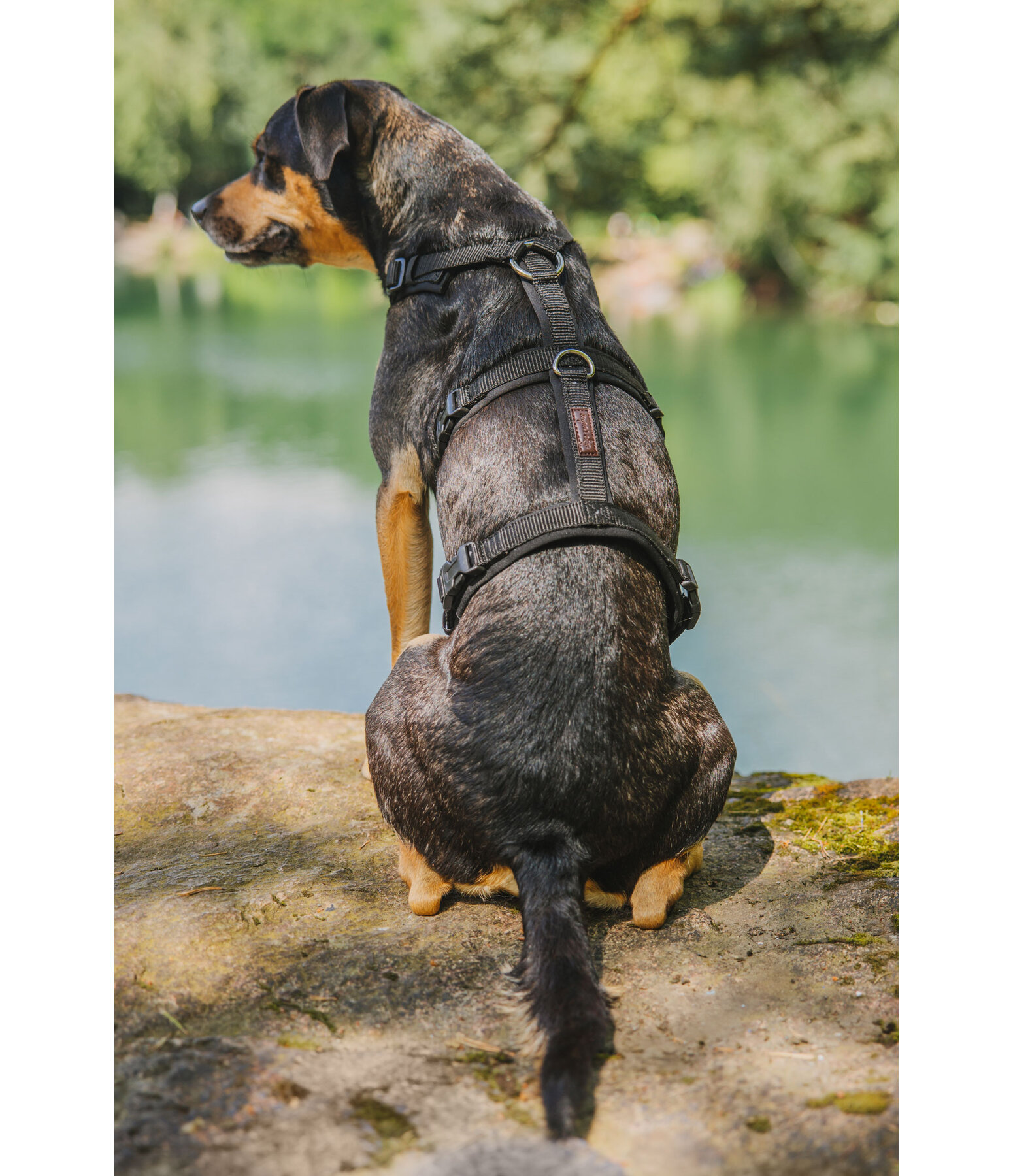 Sicherheitsgeschirr Irmi fr Hunde