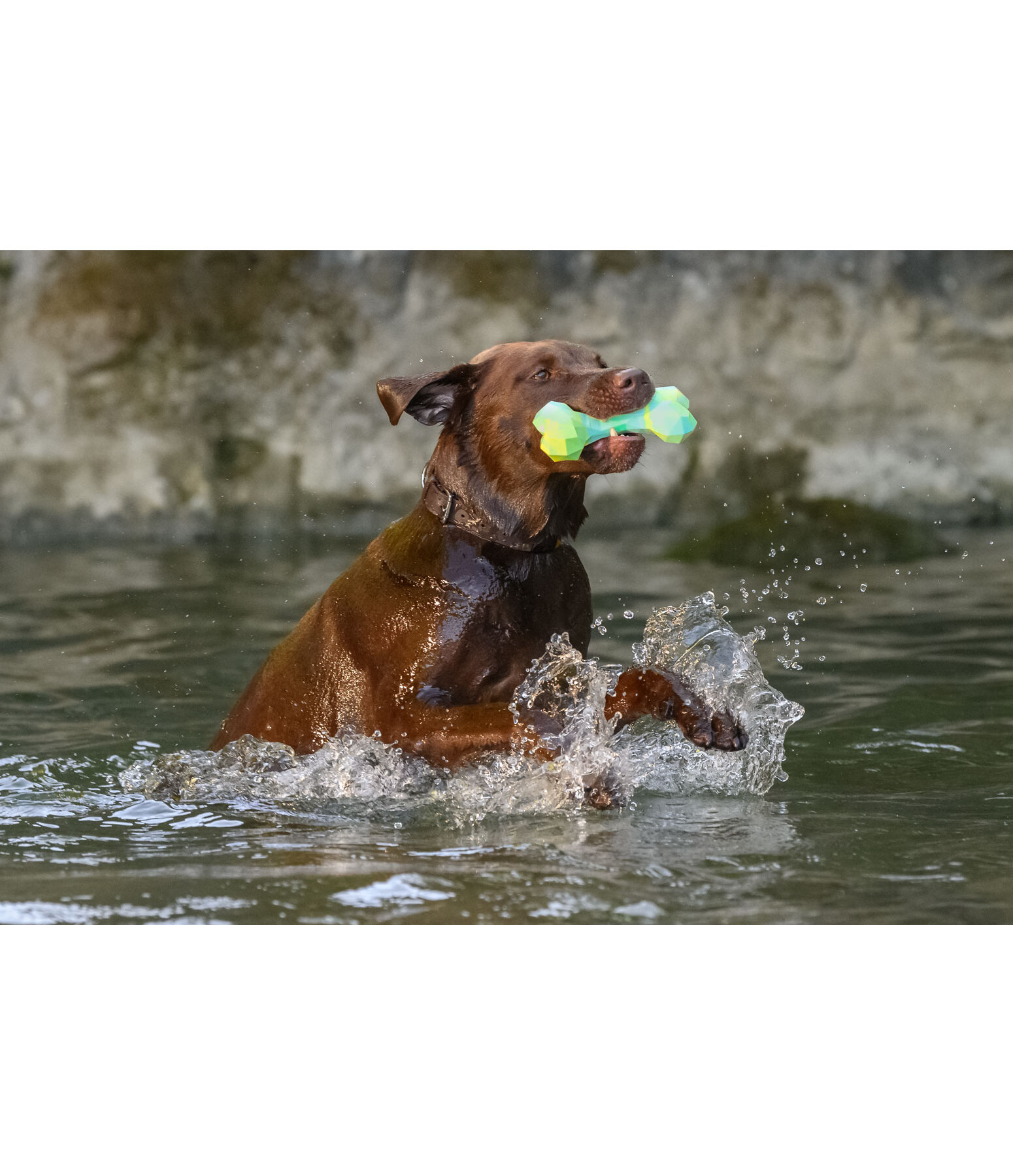 Wasserspielzeug Marble Bone  fr Hunde