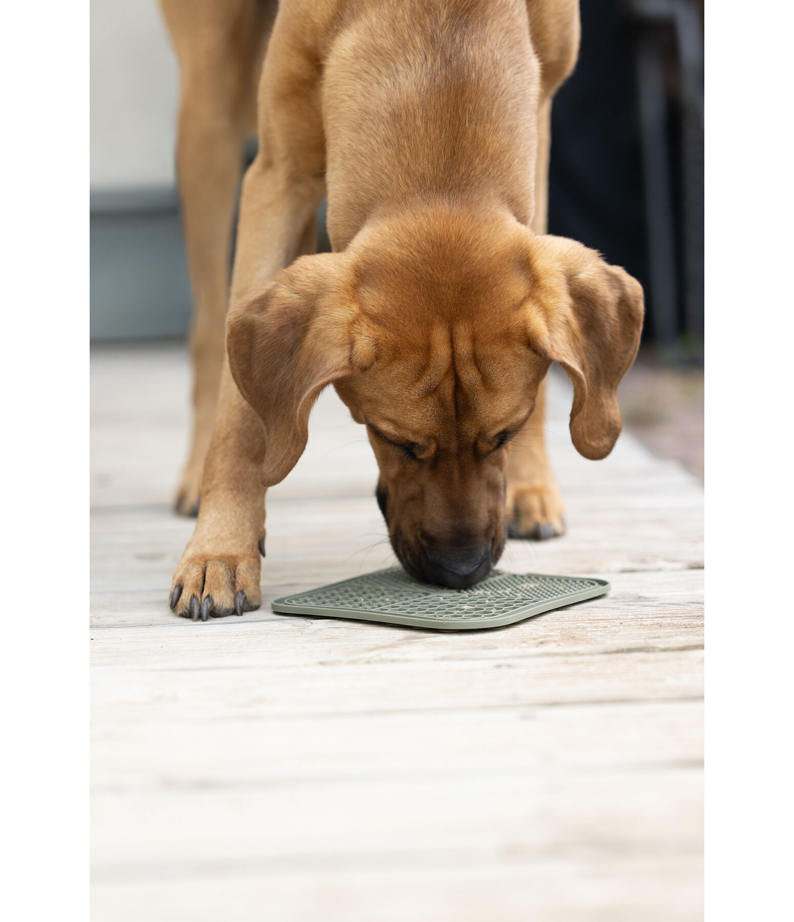 Schleckmatte Classic Line f�r Hunde