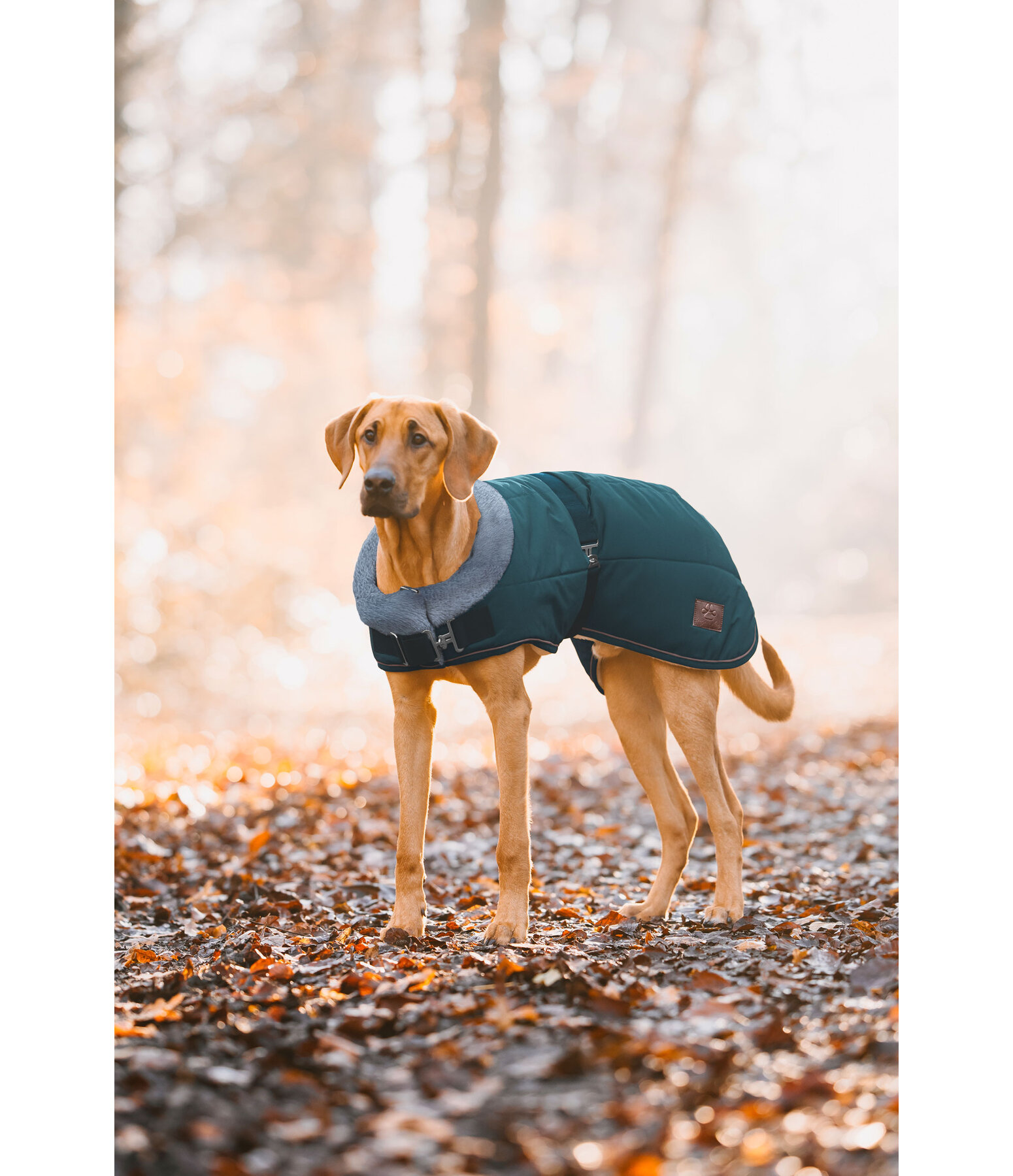 Winter-Hundemantel Gizmo mit Teddyfell-Innenfutter, 200 g