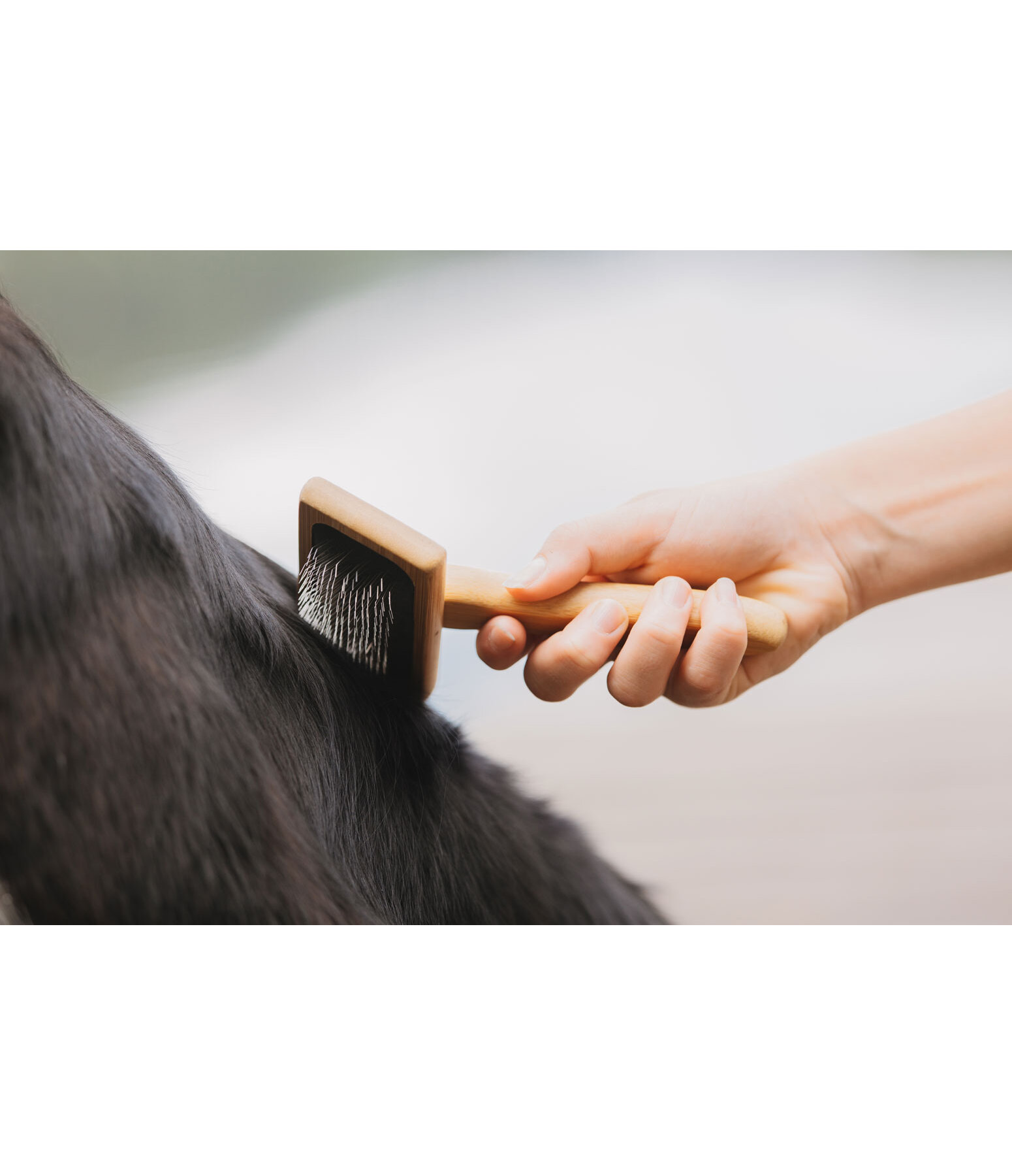 Hunde-Zupfbrste Woody