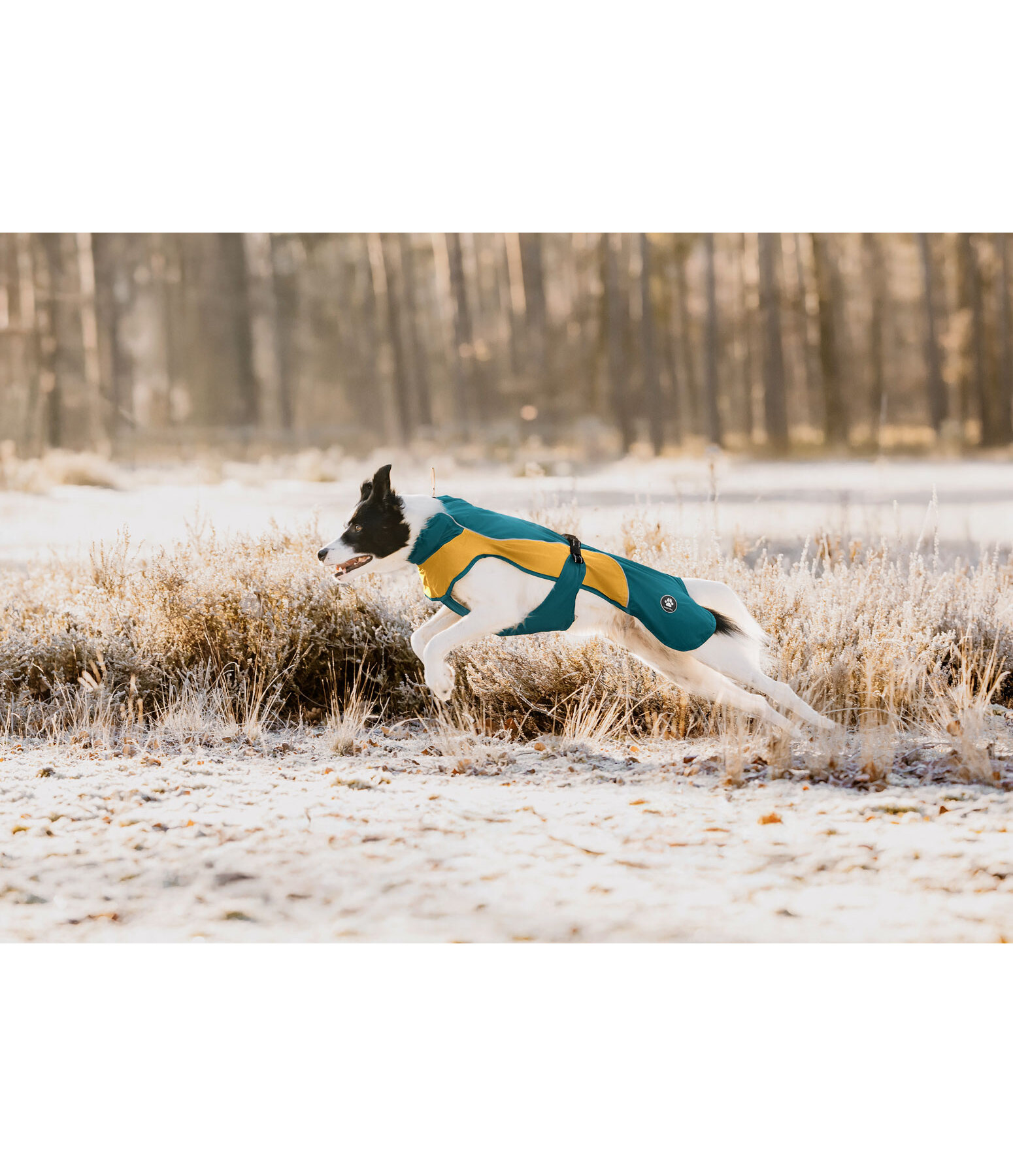 Lightweight Hunde-Regenmantel  Alma, 0 g