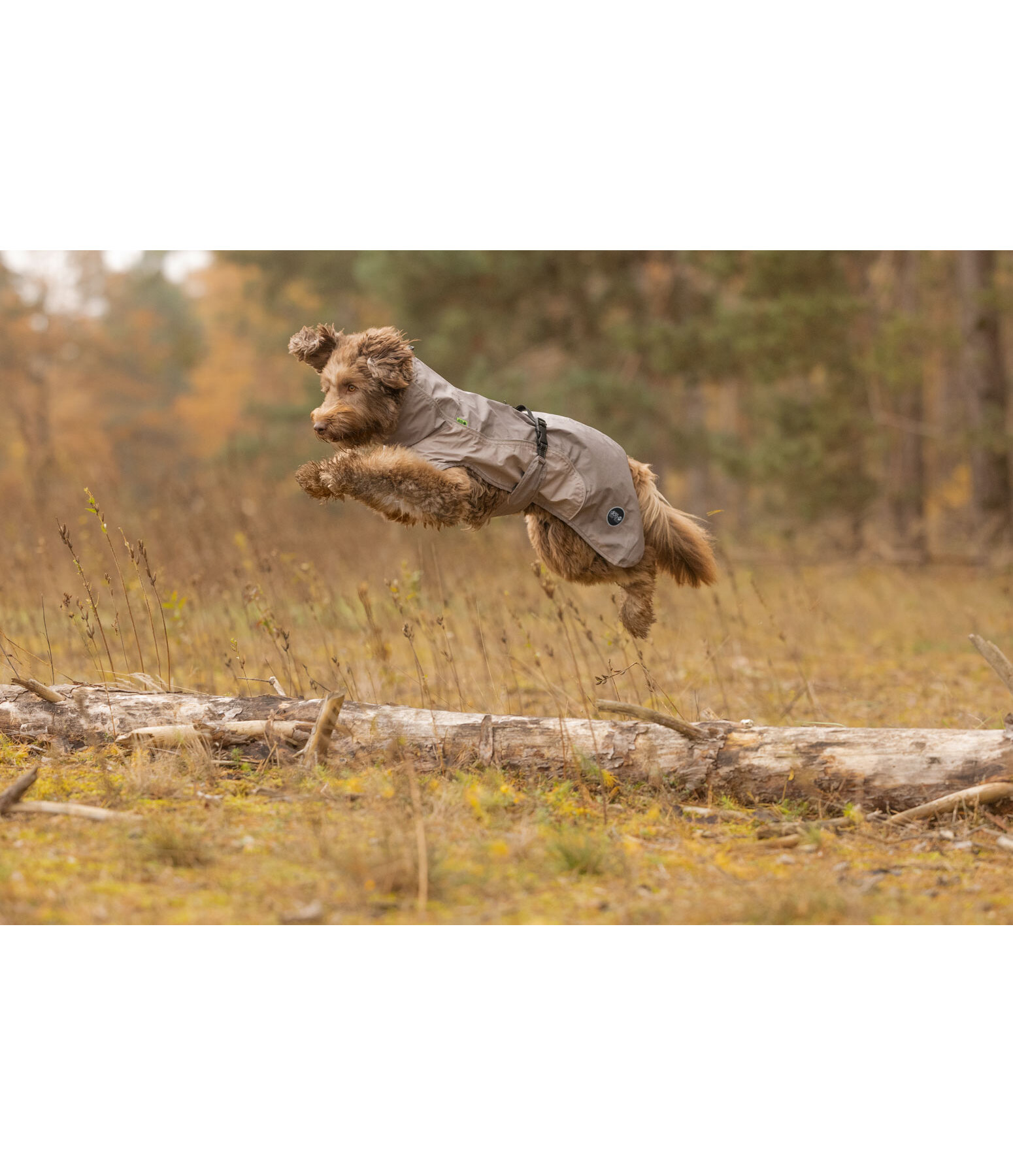 Lightweight Hunde-Regenmantel  Alma, 0 g