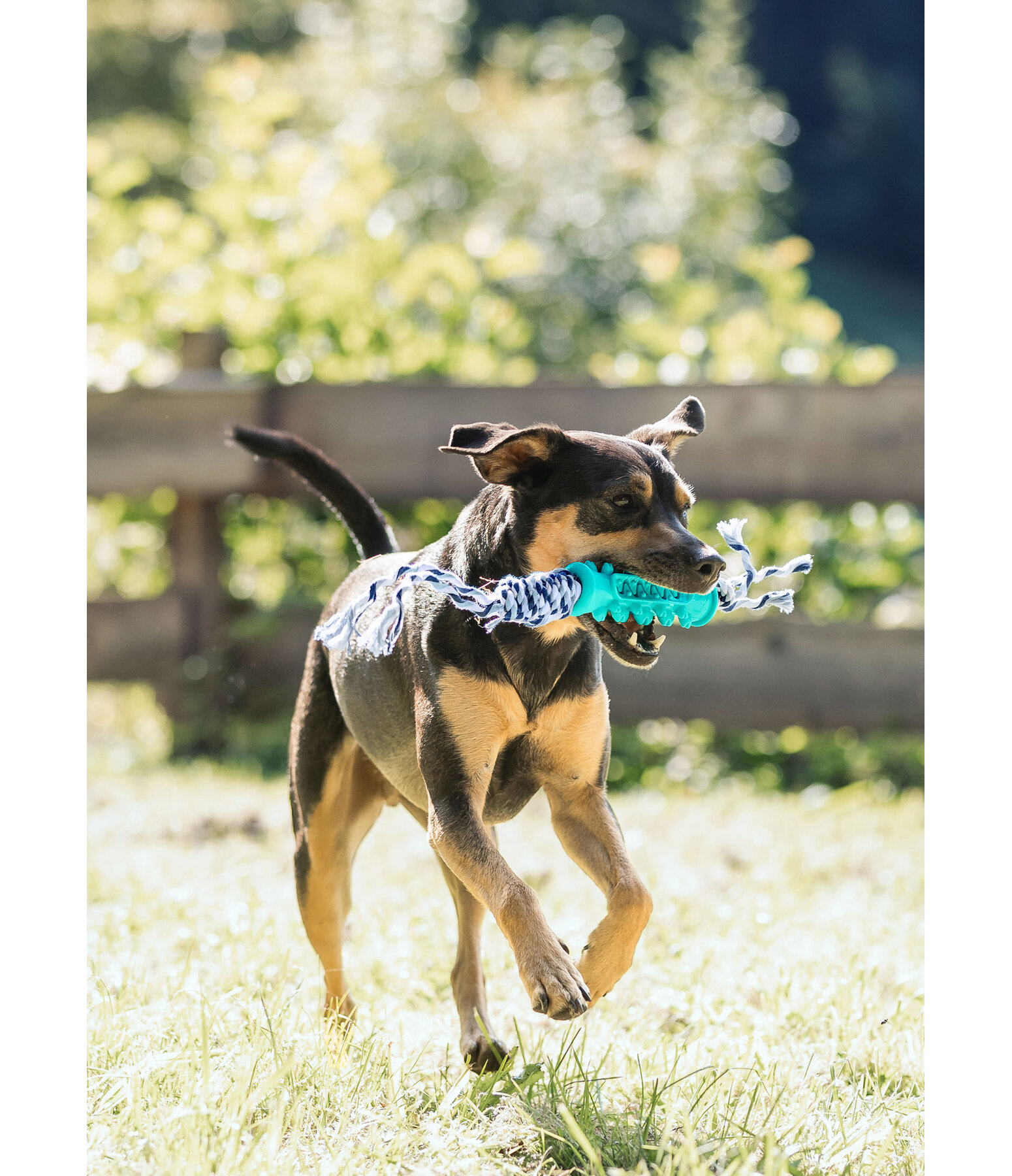 Zahnputz-Hundespielzeug Anny