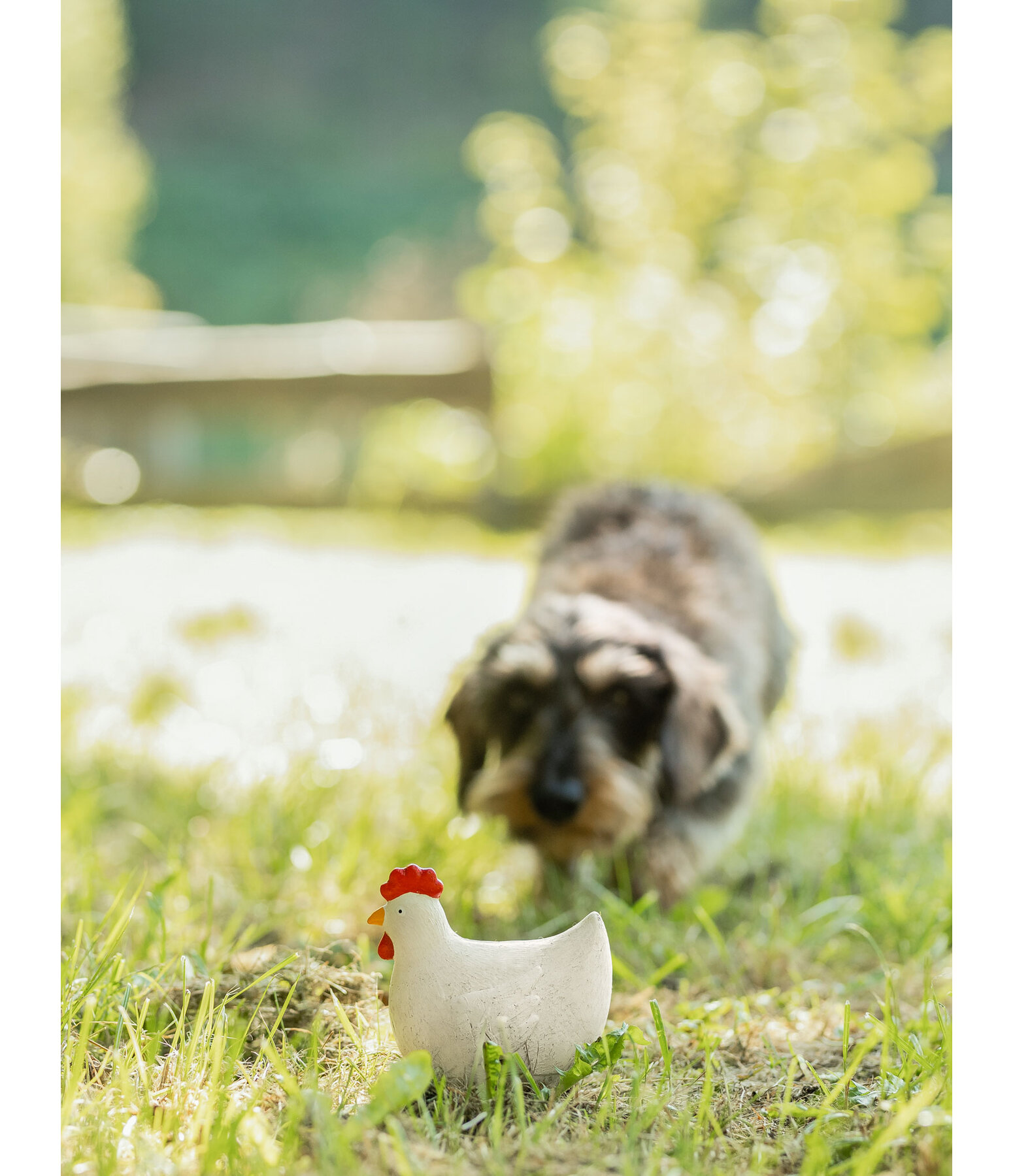 Quietsch-Spielzeug Chicken für Hunde