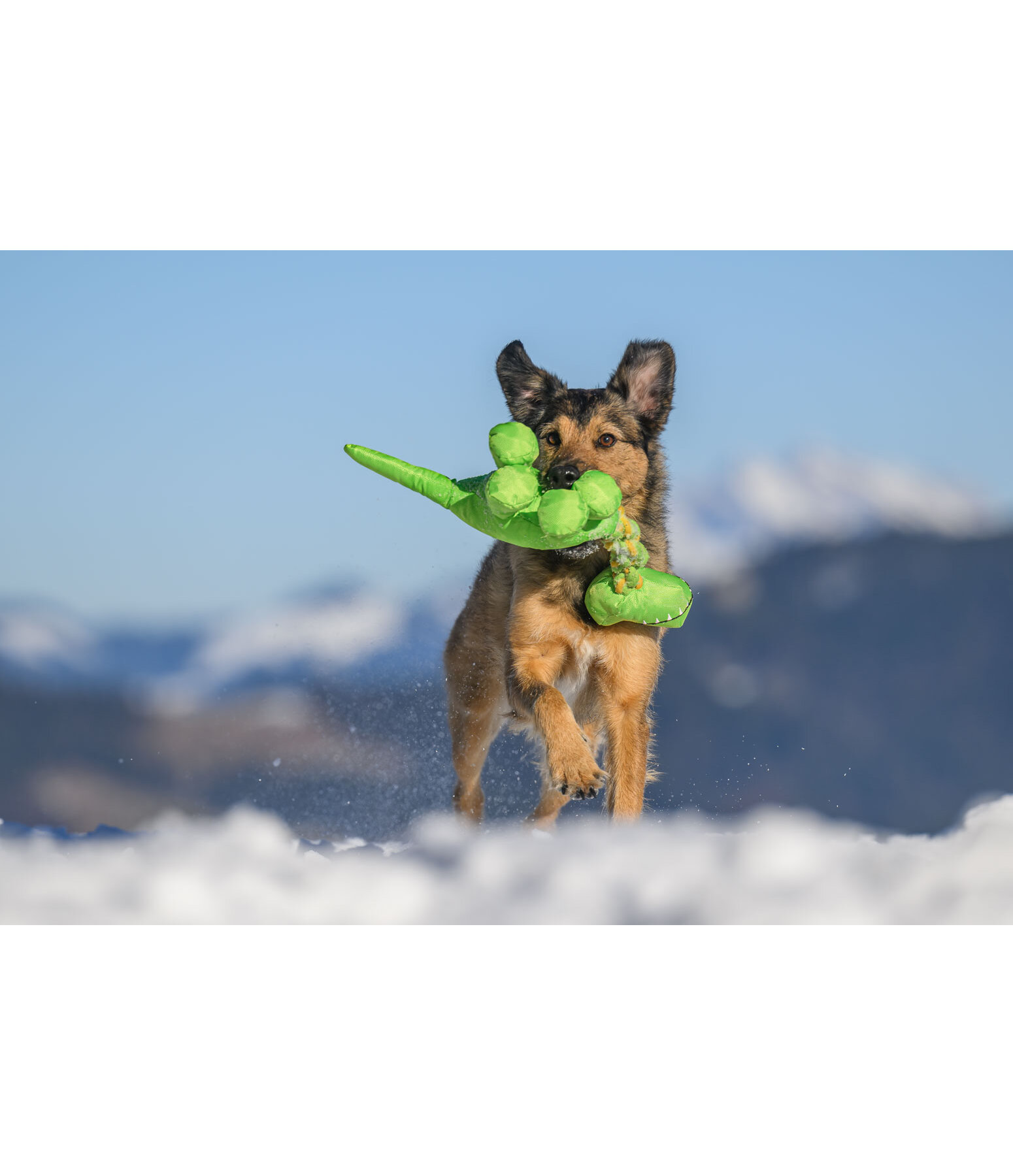 Hundespielzeug Strong Dino