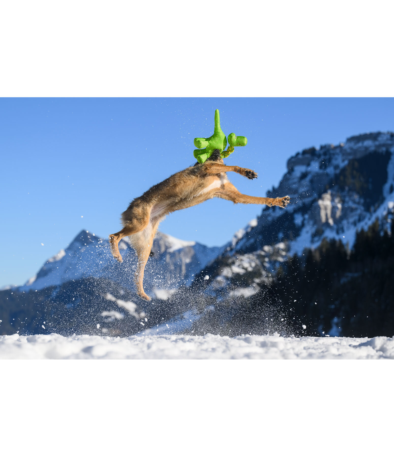 Hundespielzeug Strong Dino