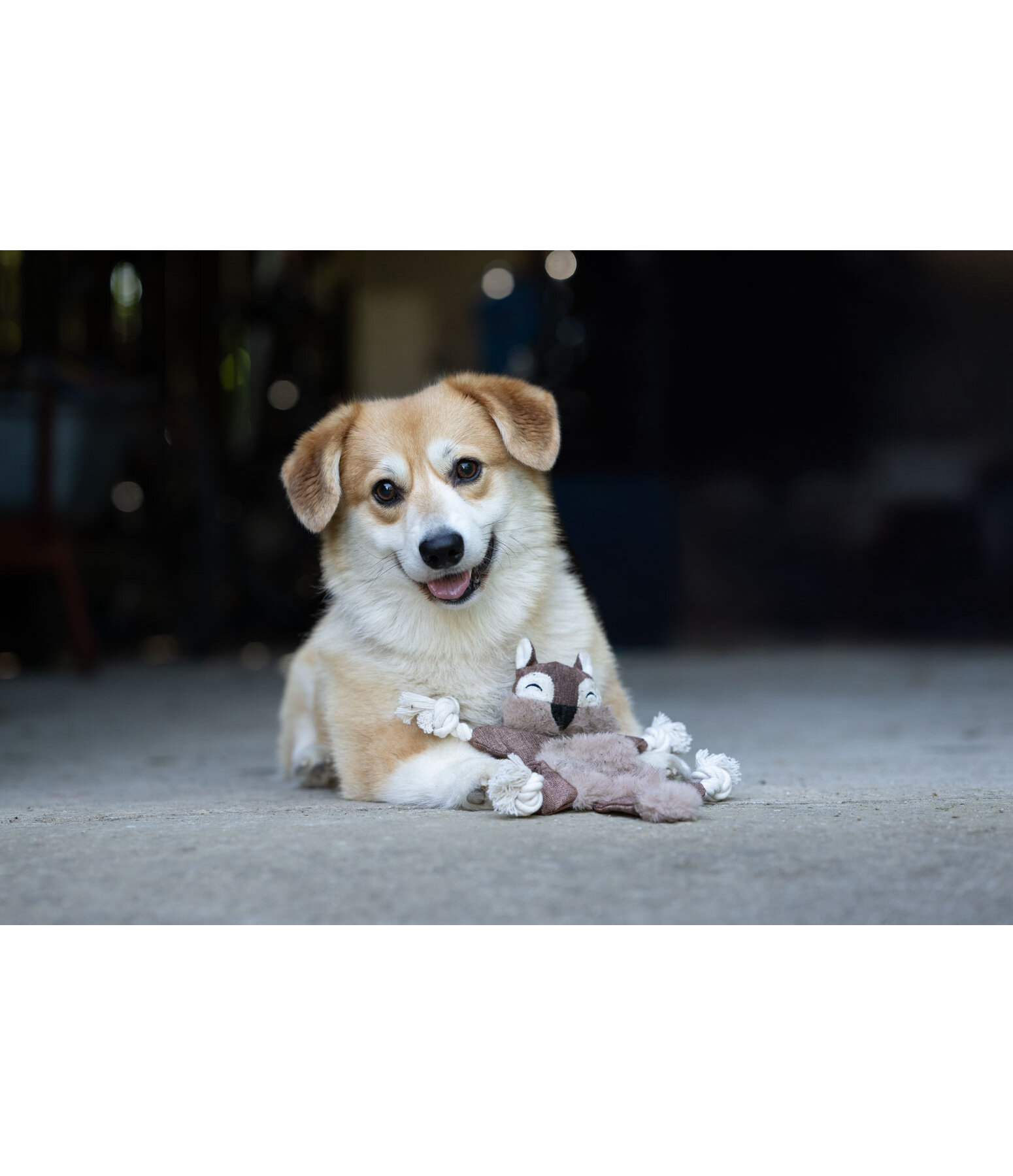 Hundespielzeug Eichh�rnchen