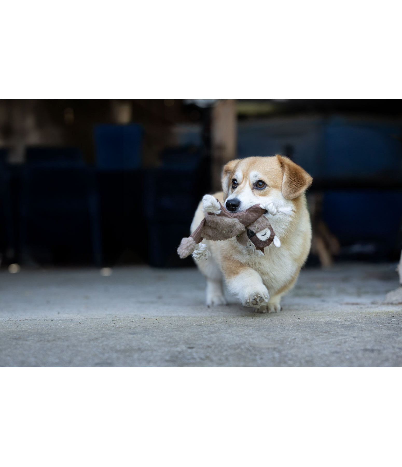 Hundespielzeug Eichh�rnchen