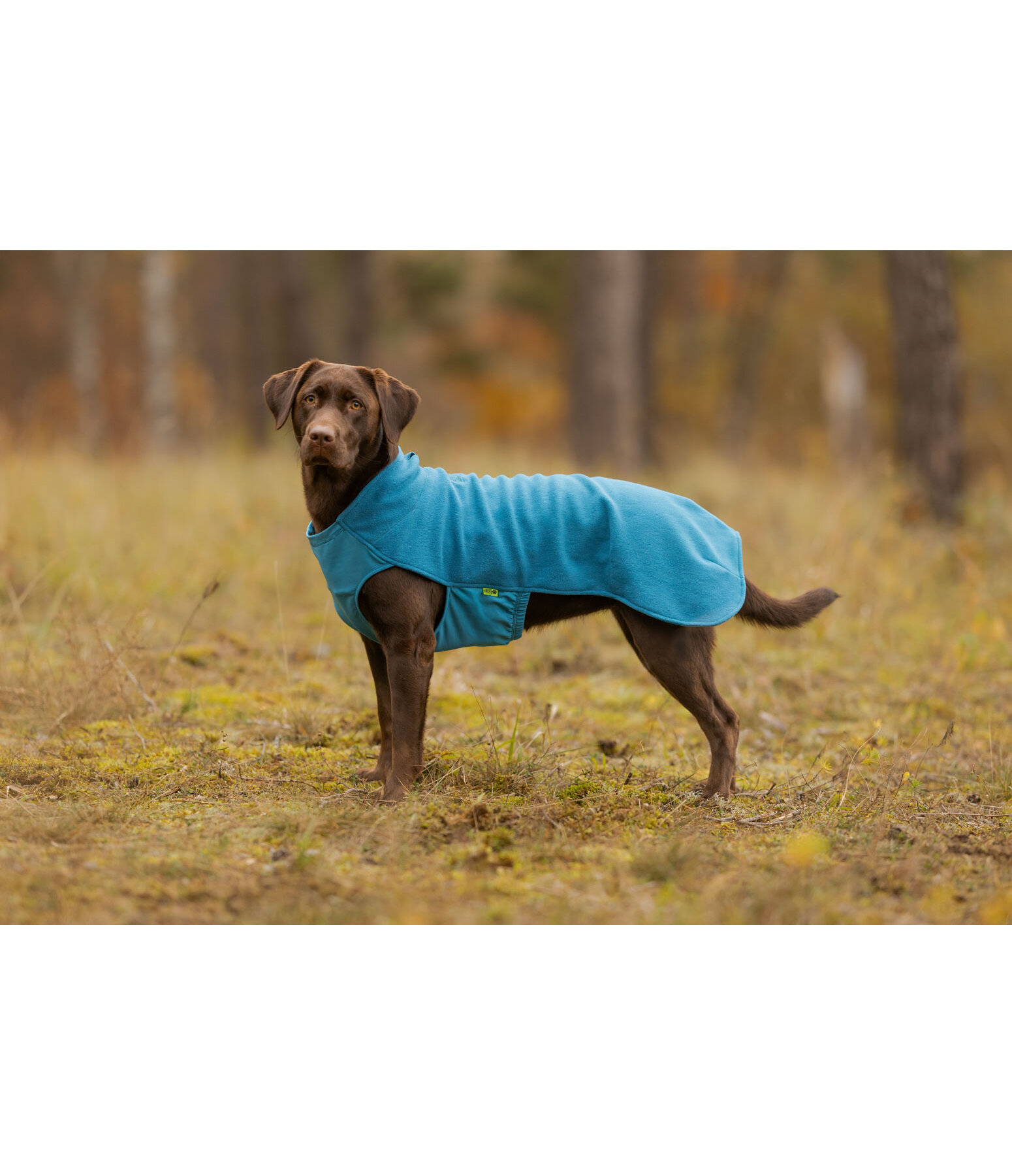 Hunde-Unterzieh- und Fleecepullover Basic