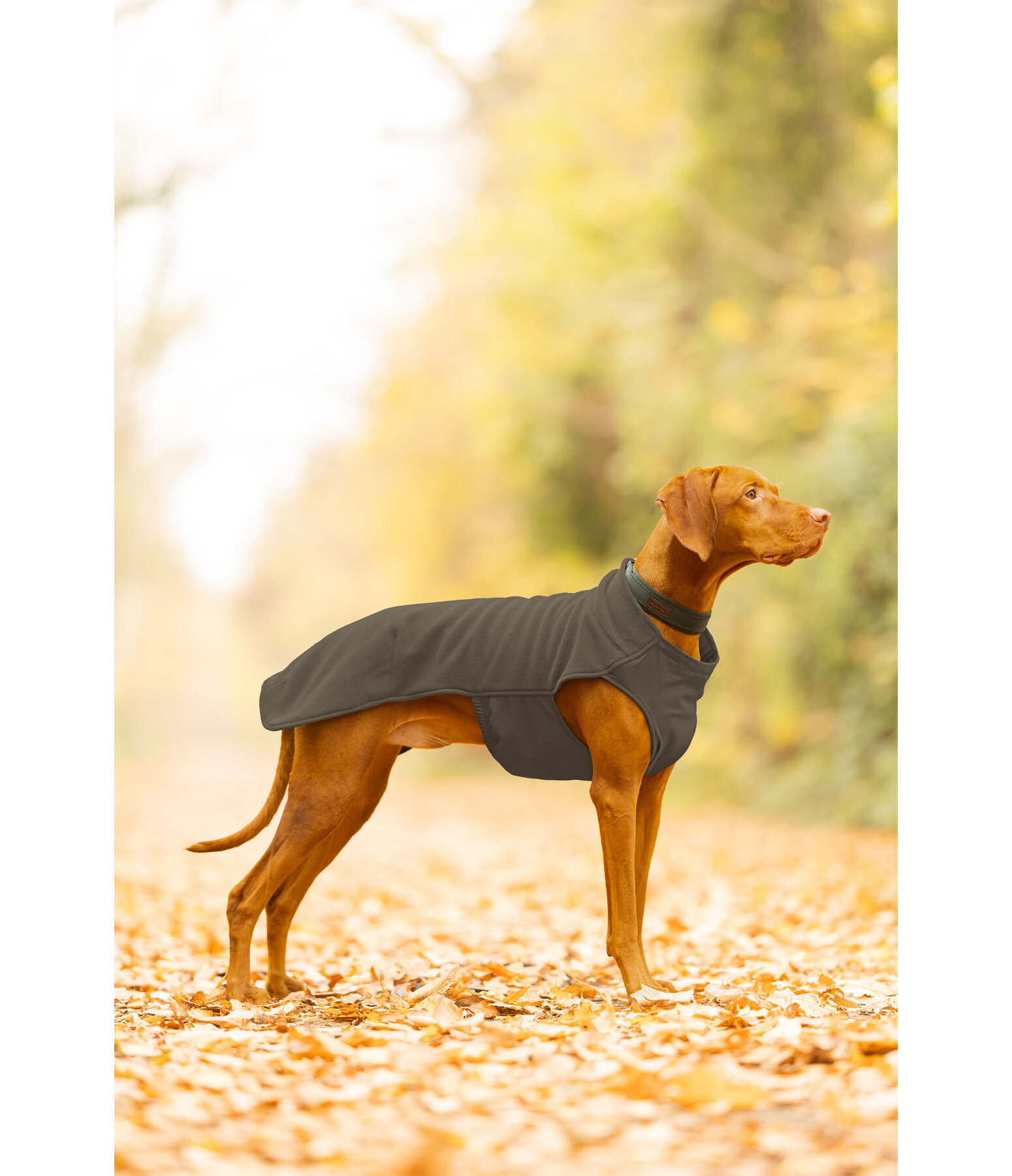 Hunde-Unterzieh- und Fleecepullover Basic