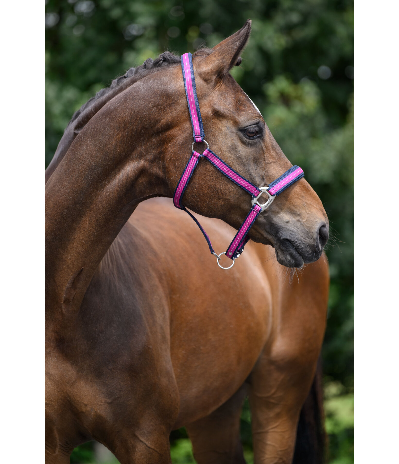 Halfter Swiss Design II