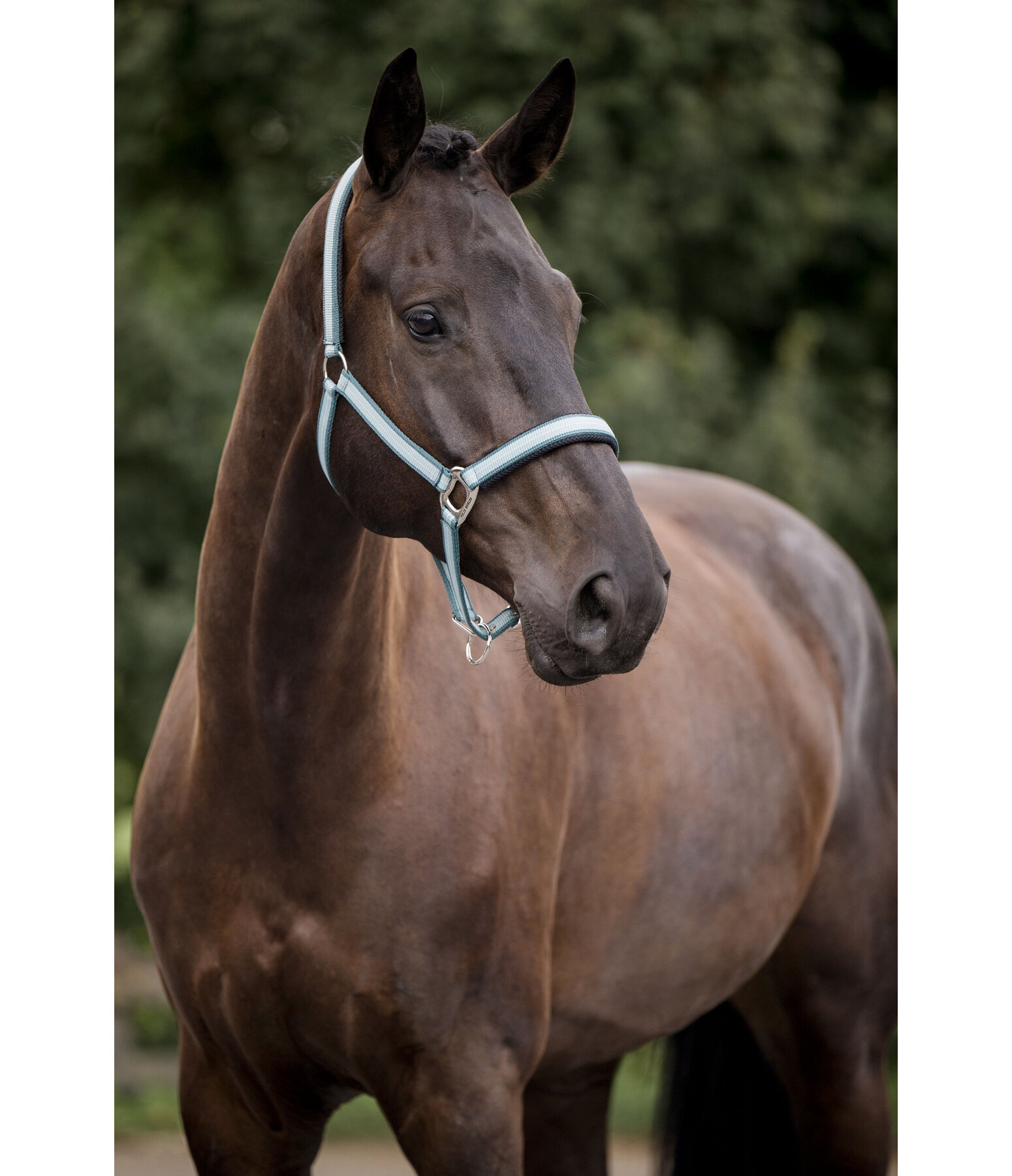 Halfter Swiss Design II