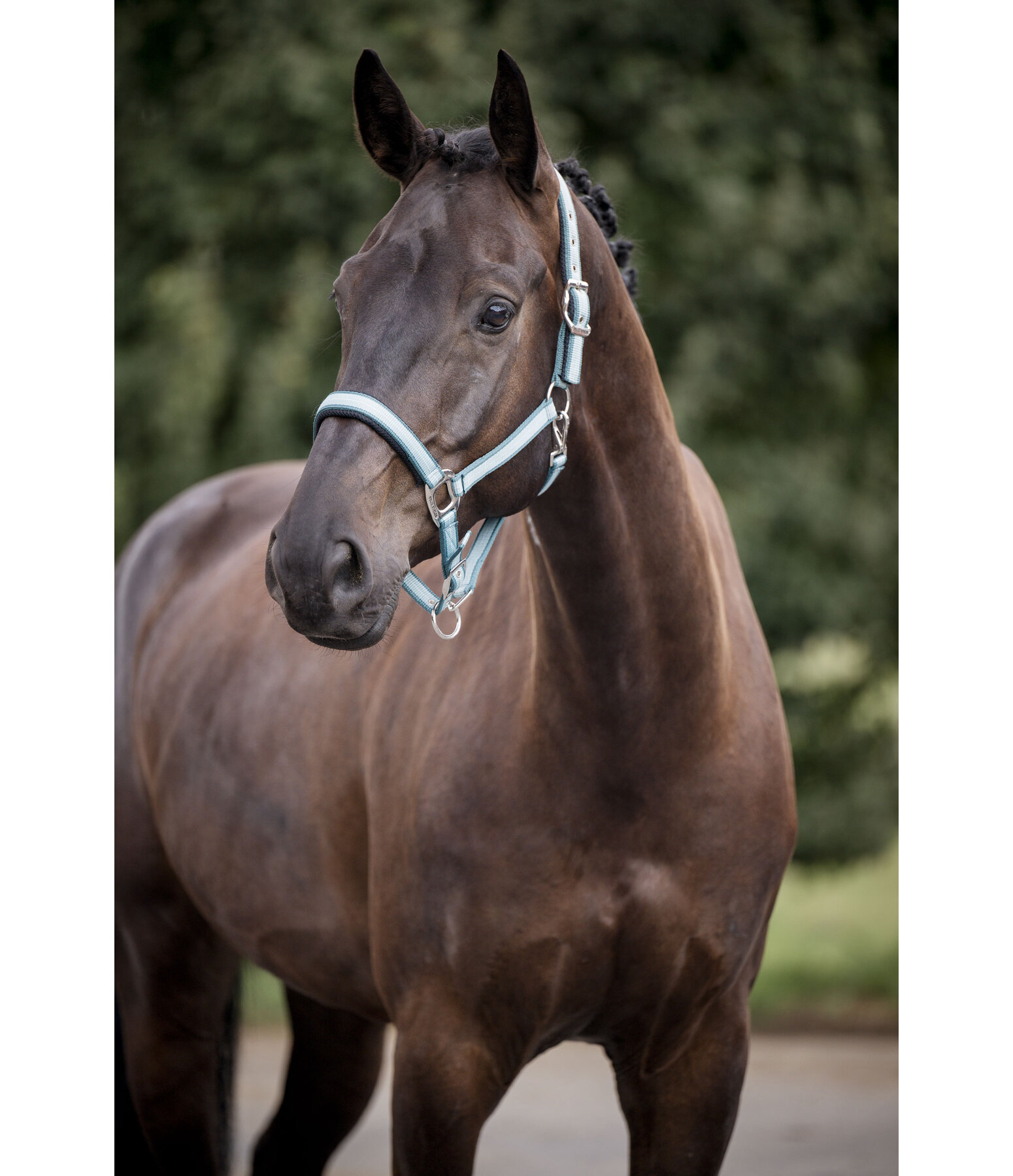 Halfter Swiss Design II