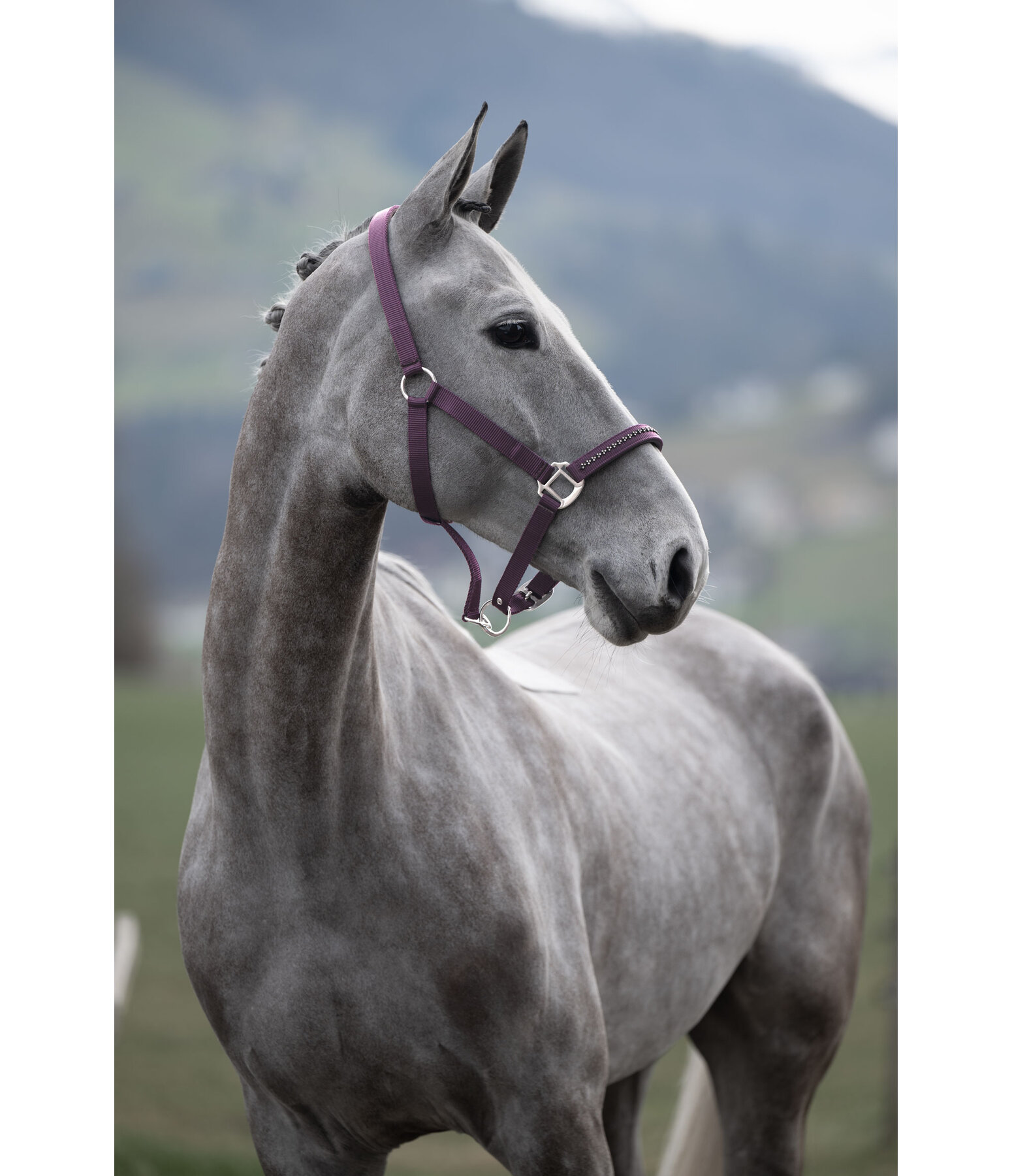 Halfter Twinkle