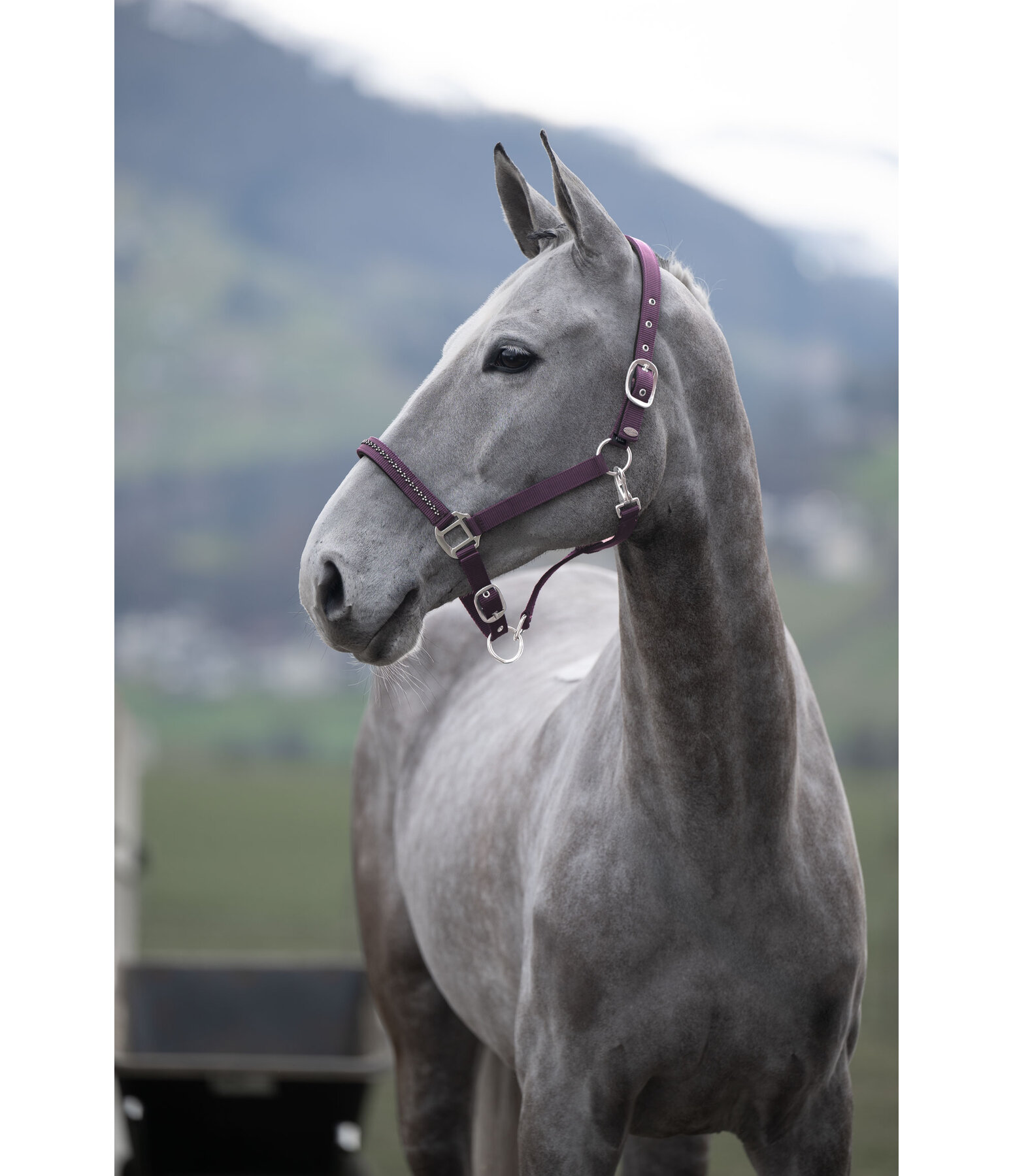 Halfter Twinkle