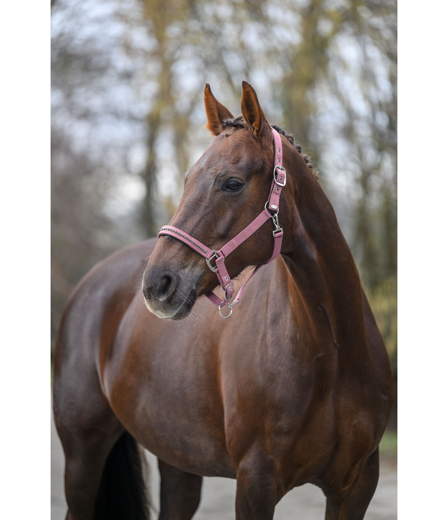 Halfter Twinkle