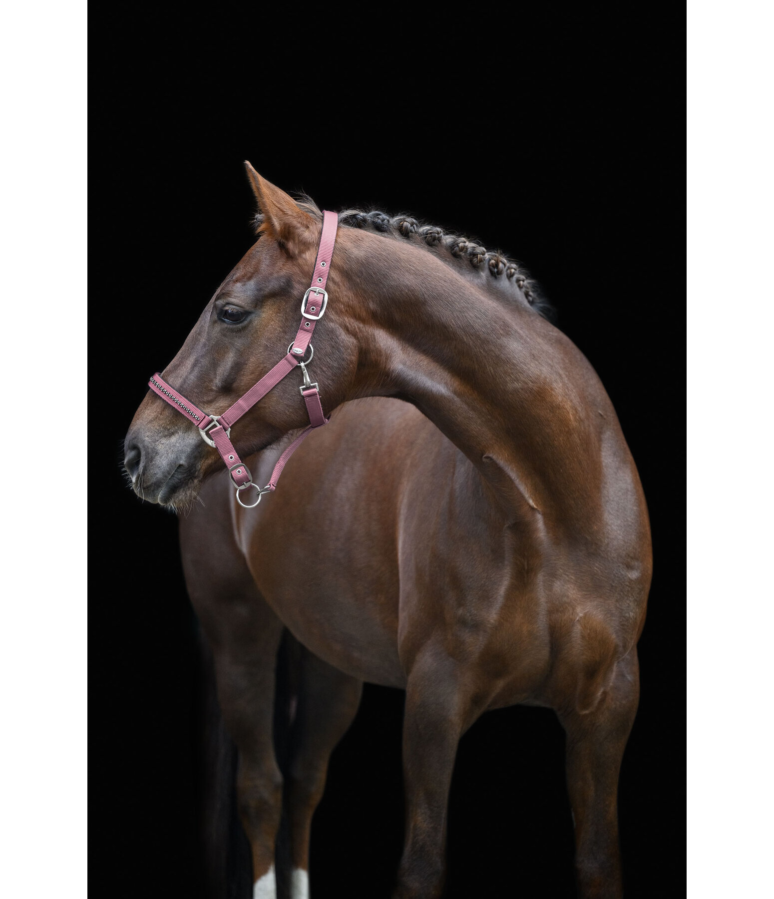 Halfter Twinkle