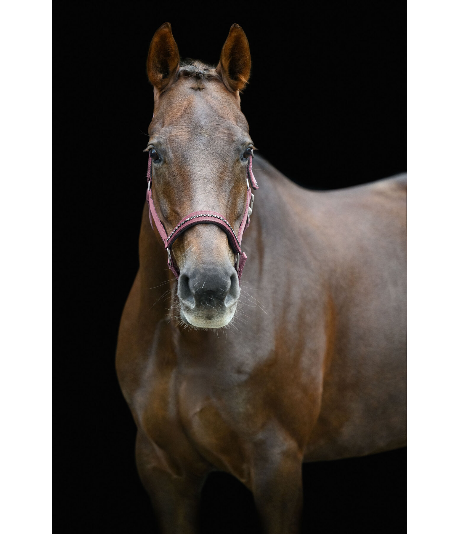 Halfter Twinkle