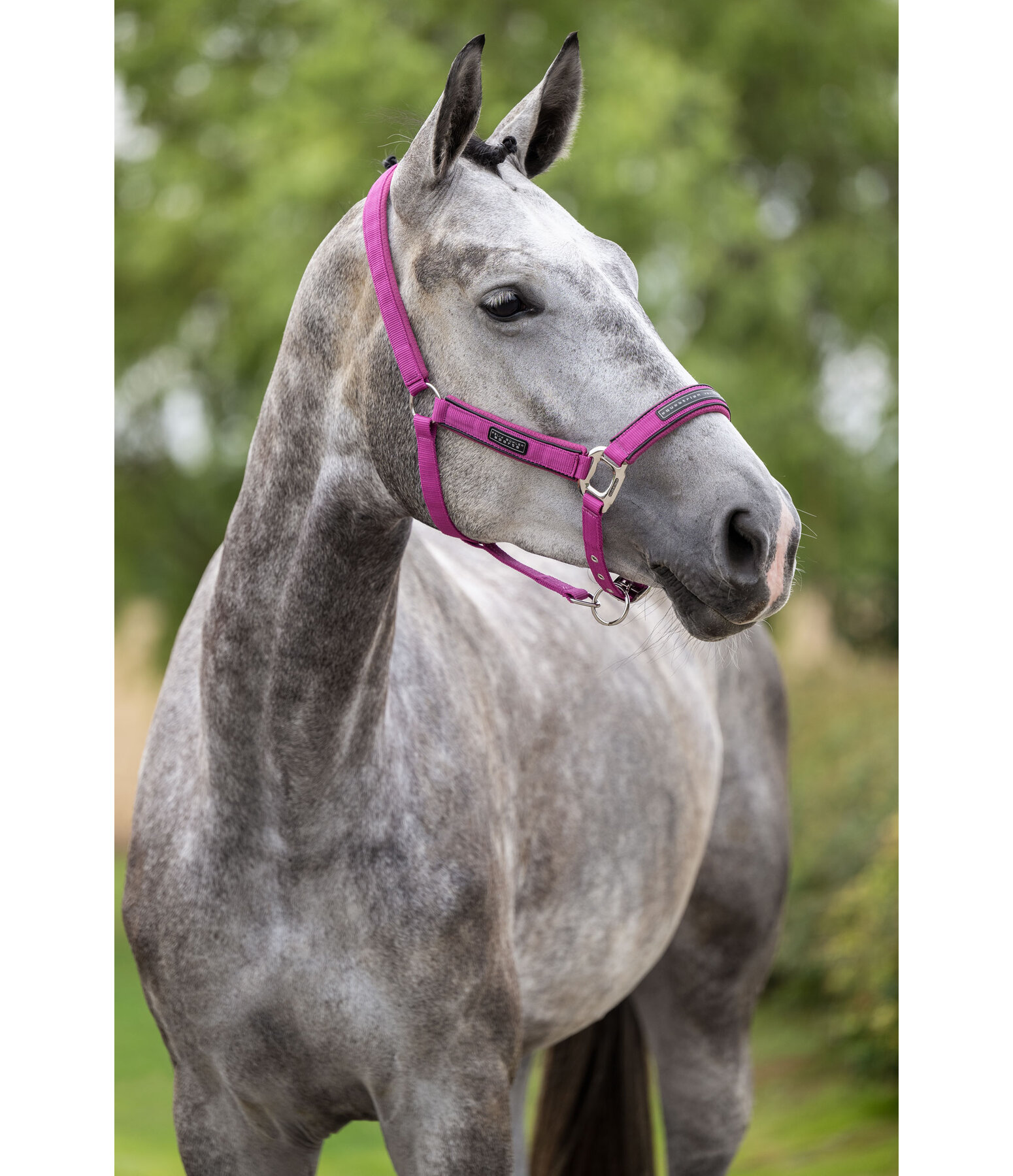 Halfter Mesh-Technology