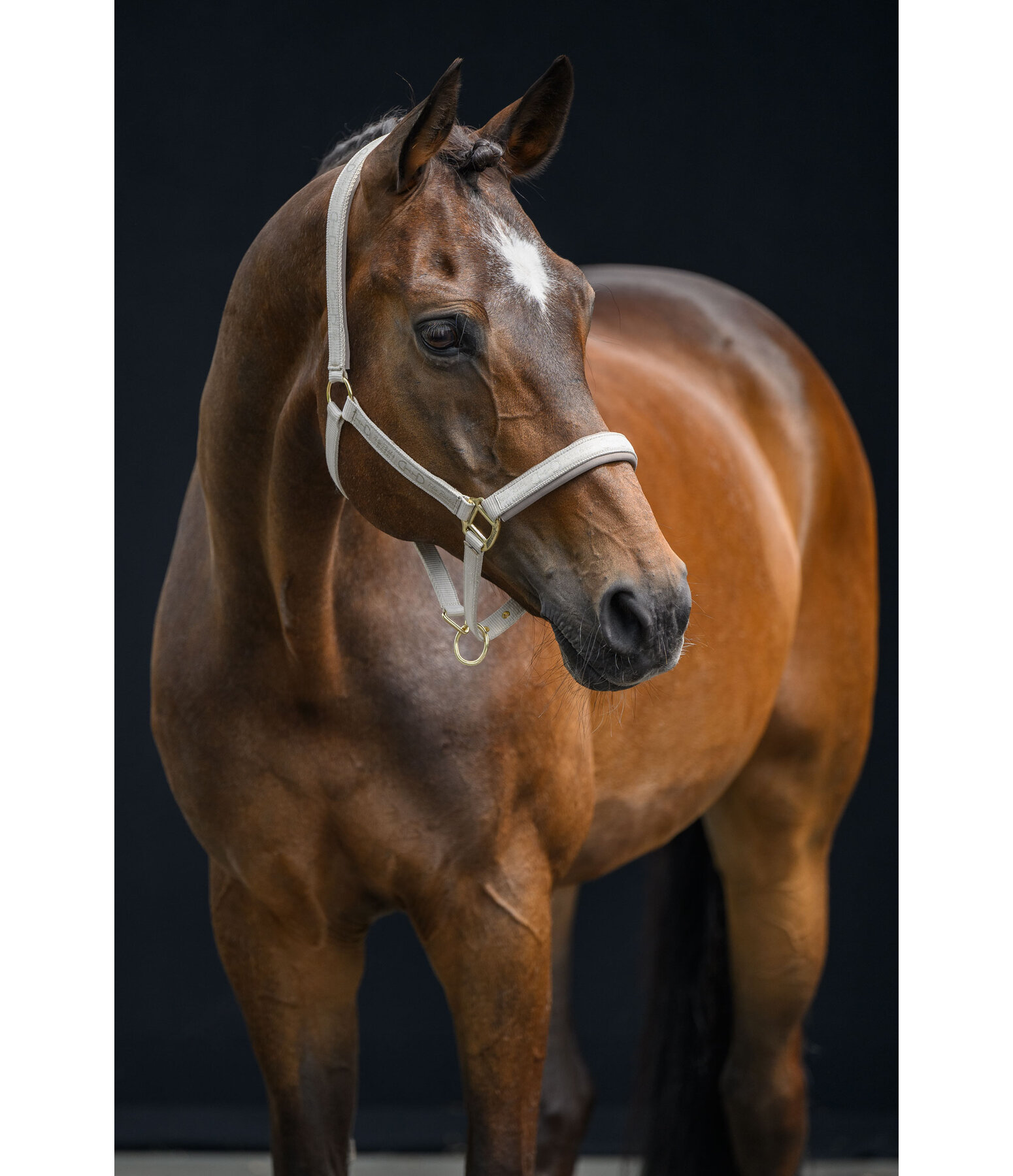 Halfter Signature III