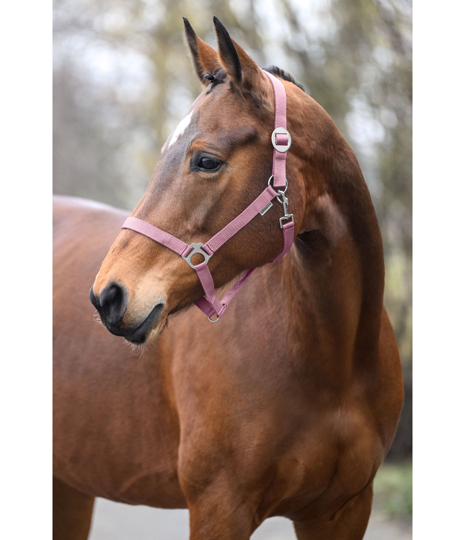 Halfter Superg�nstig