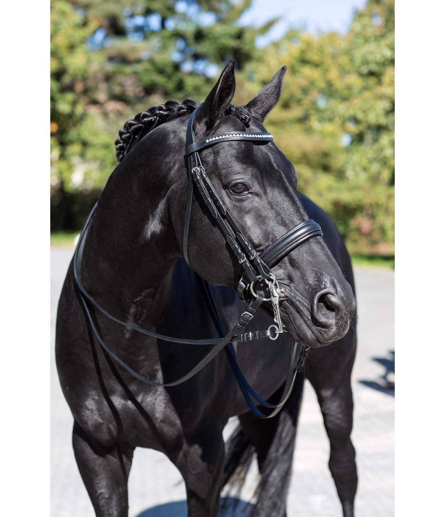 Kandare Fey Schwedisch & Kandaren Krämer Pferdesport