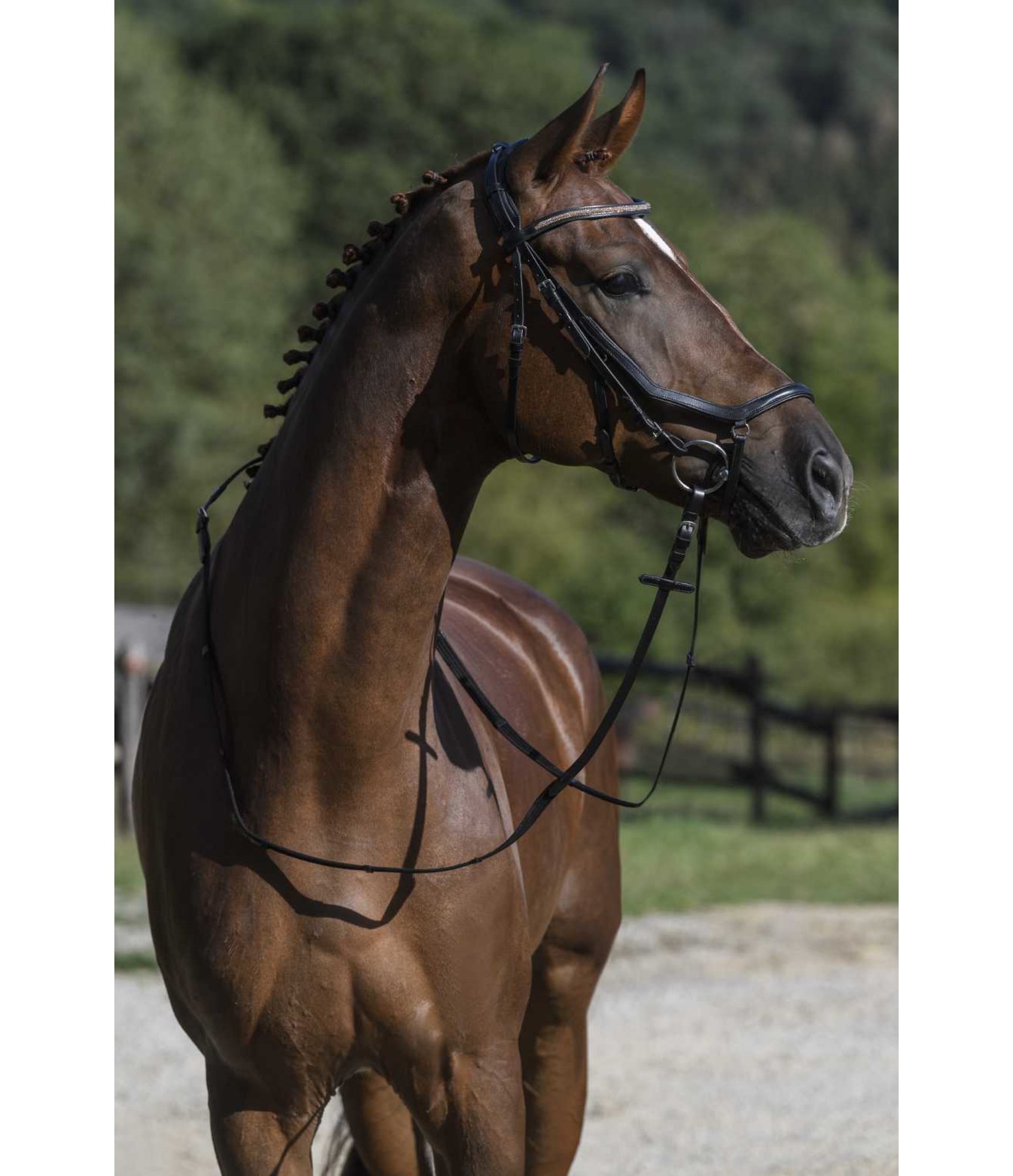 Mix & Match Reithalfter Anatomical Revolution