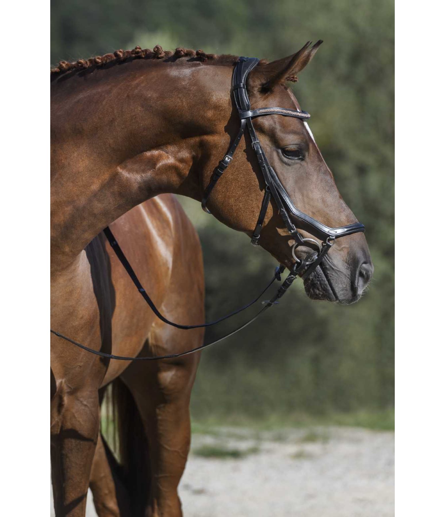 Mix & Match Reithalfter Anatomical Revolution