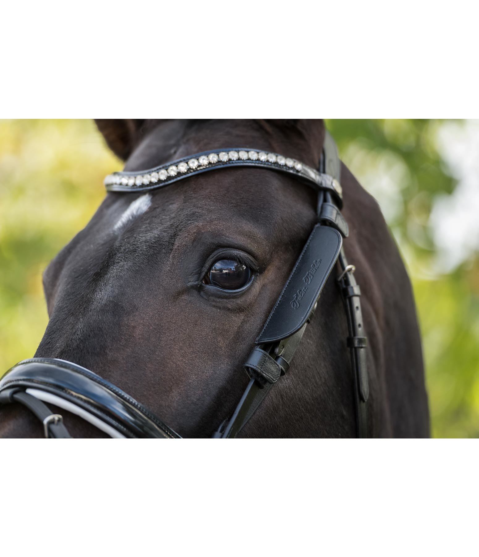 Don't Shy Away Reit-Scheuklappen