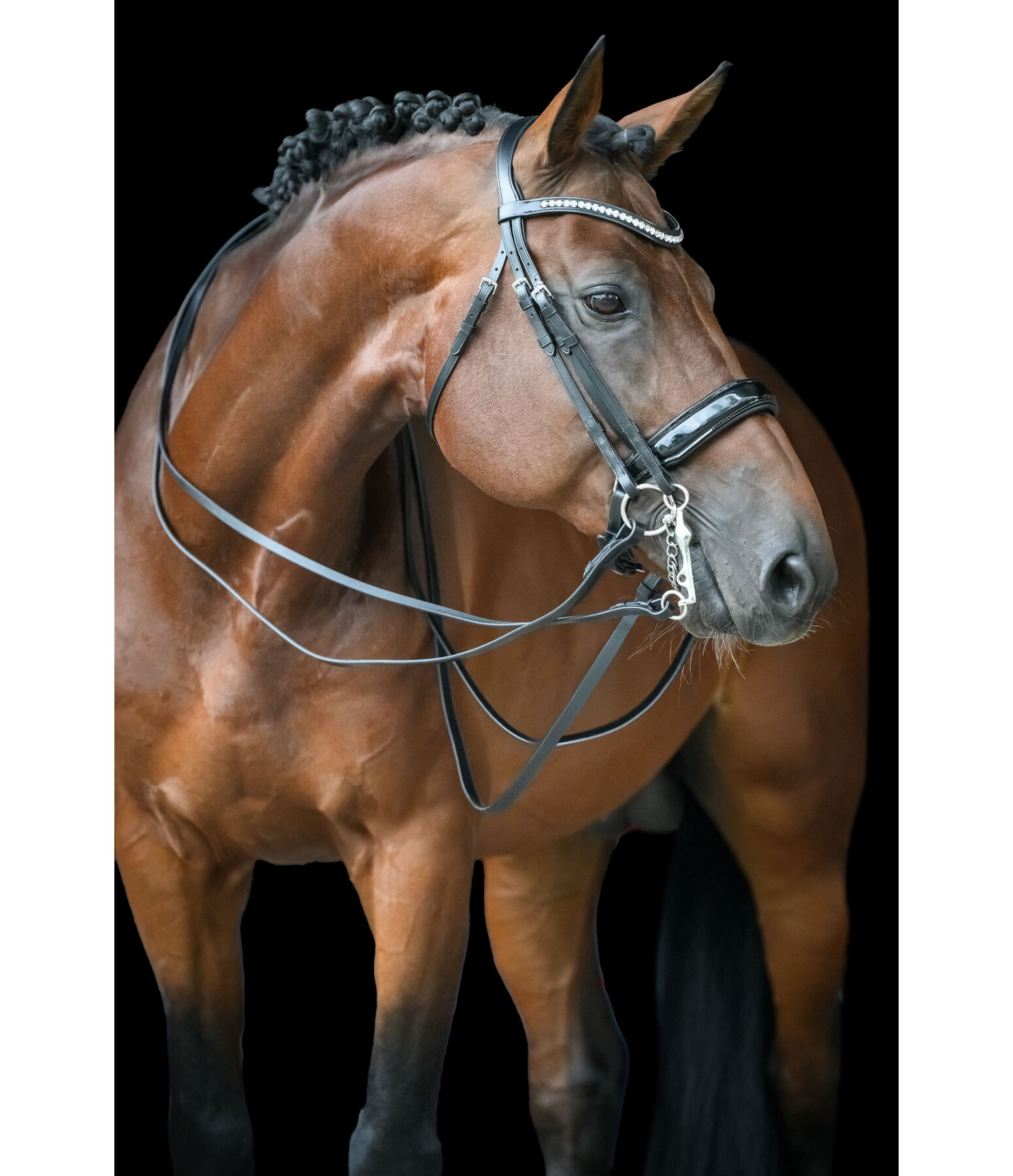 Kandarenzaum Dressage II