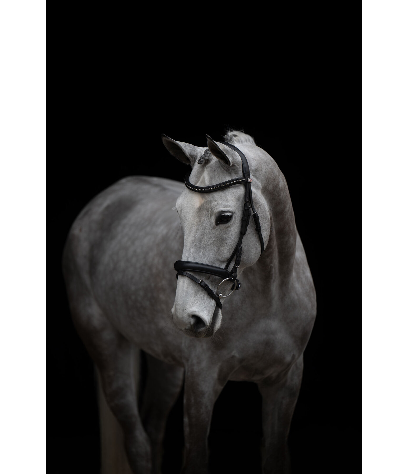 Zaum Midnight