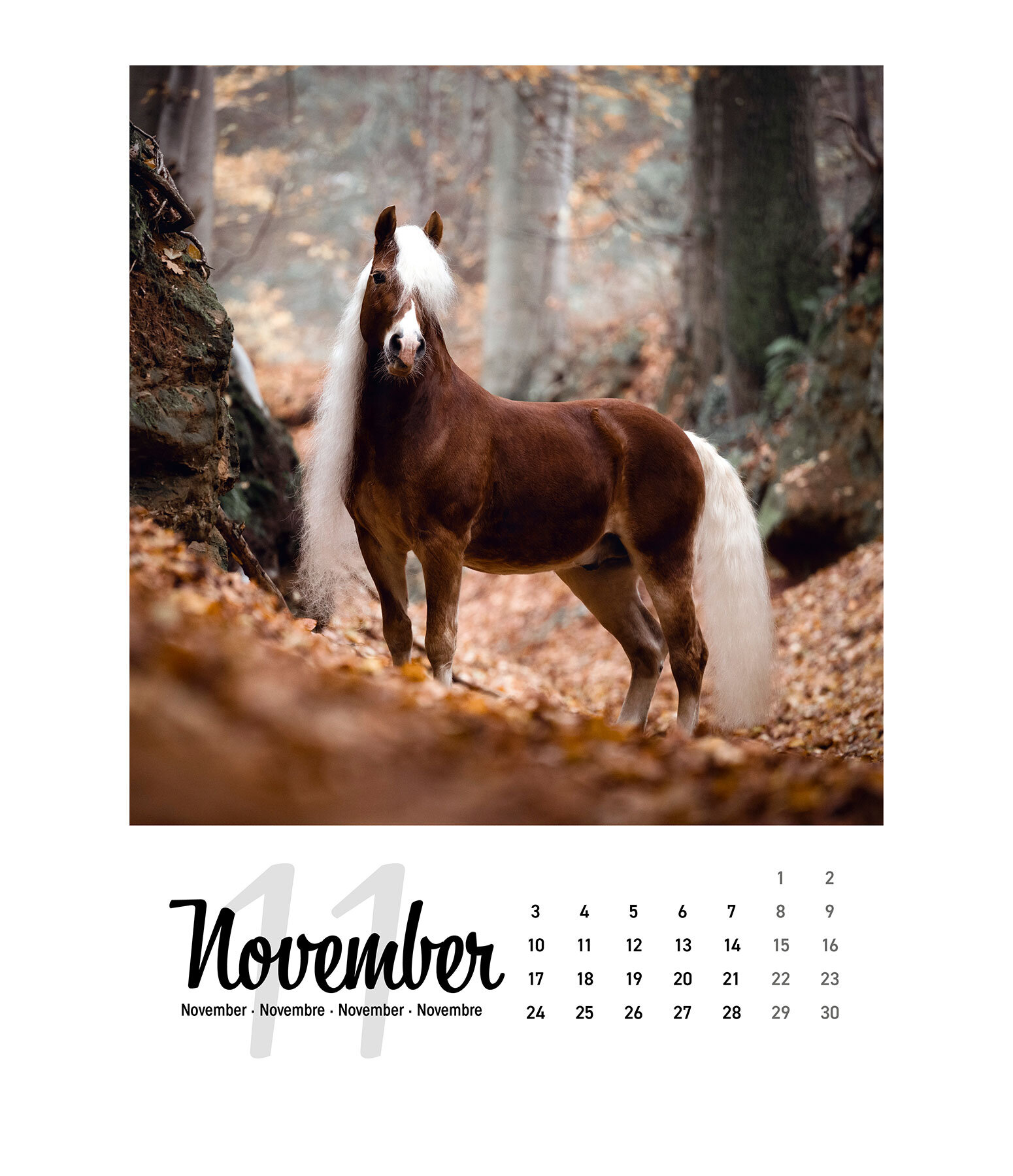 Pferdekalender 2021