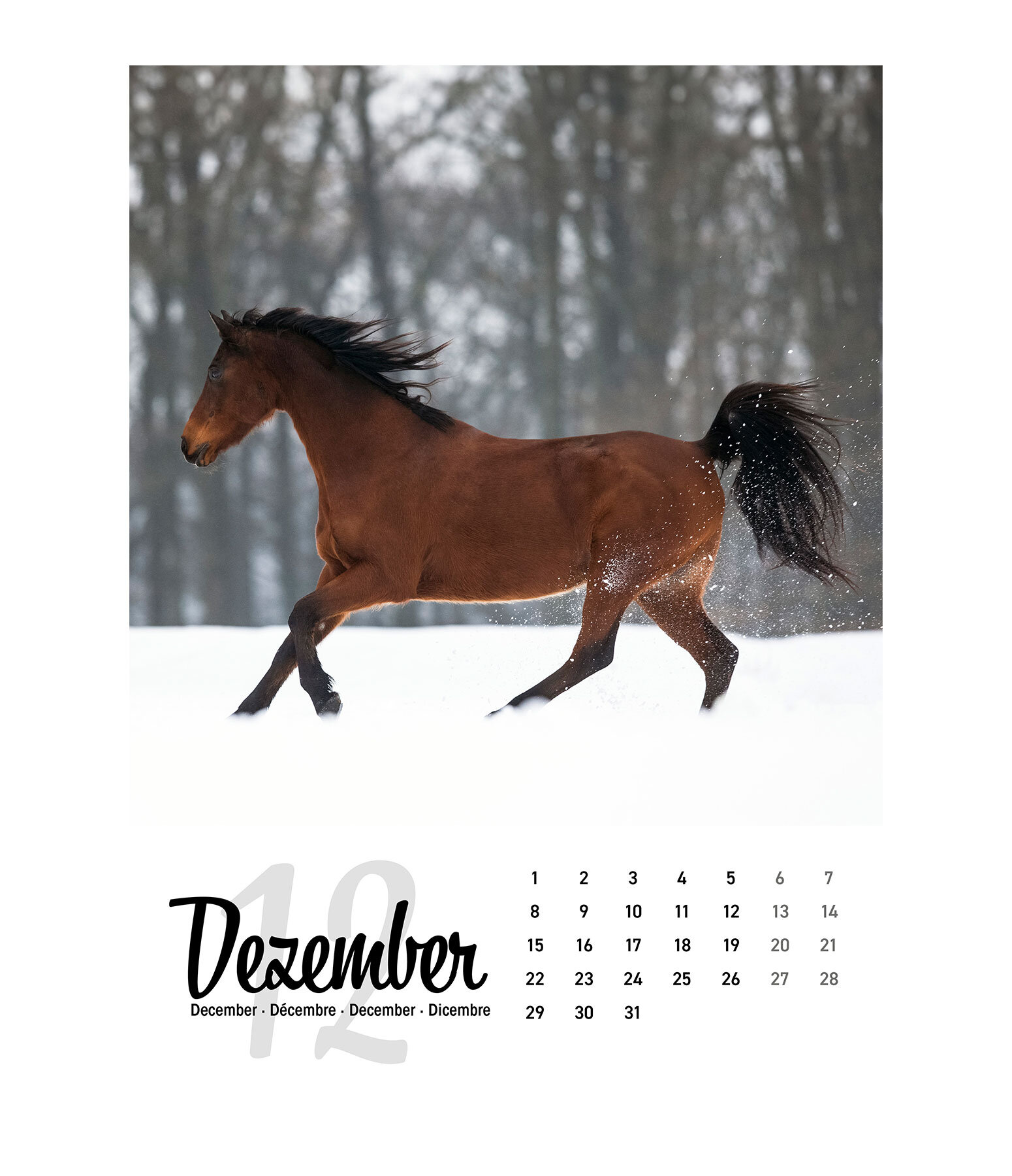 Pferdekalender 2021