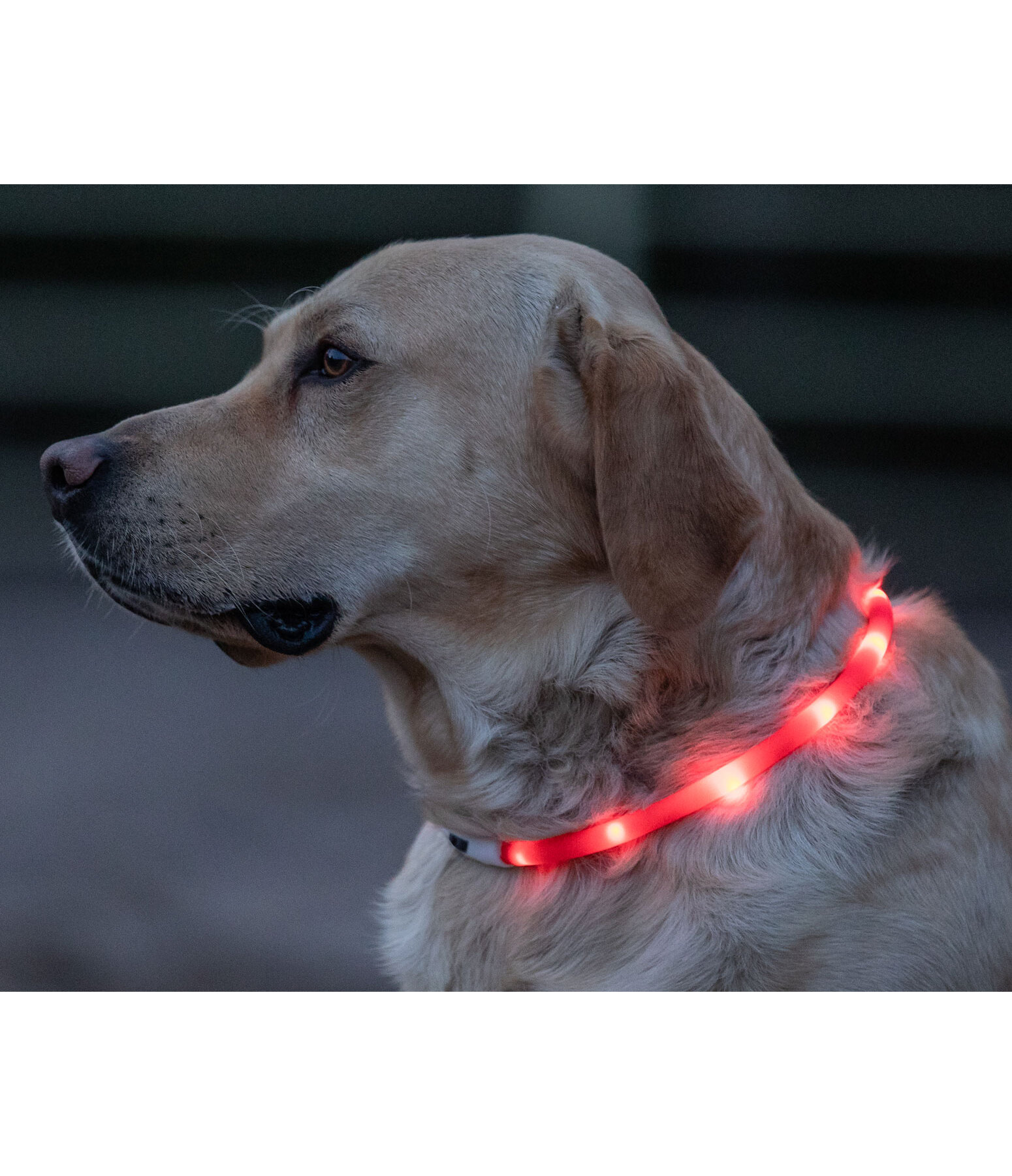 LED-Leuchthalsband fr Hunde