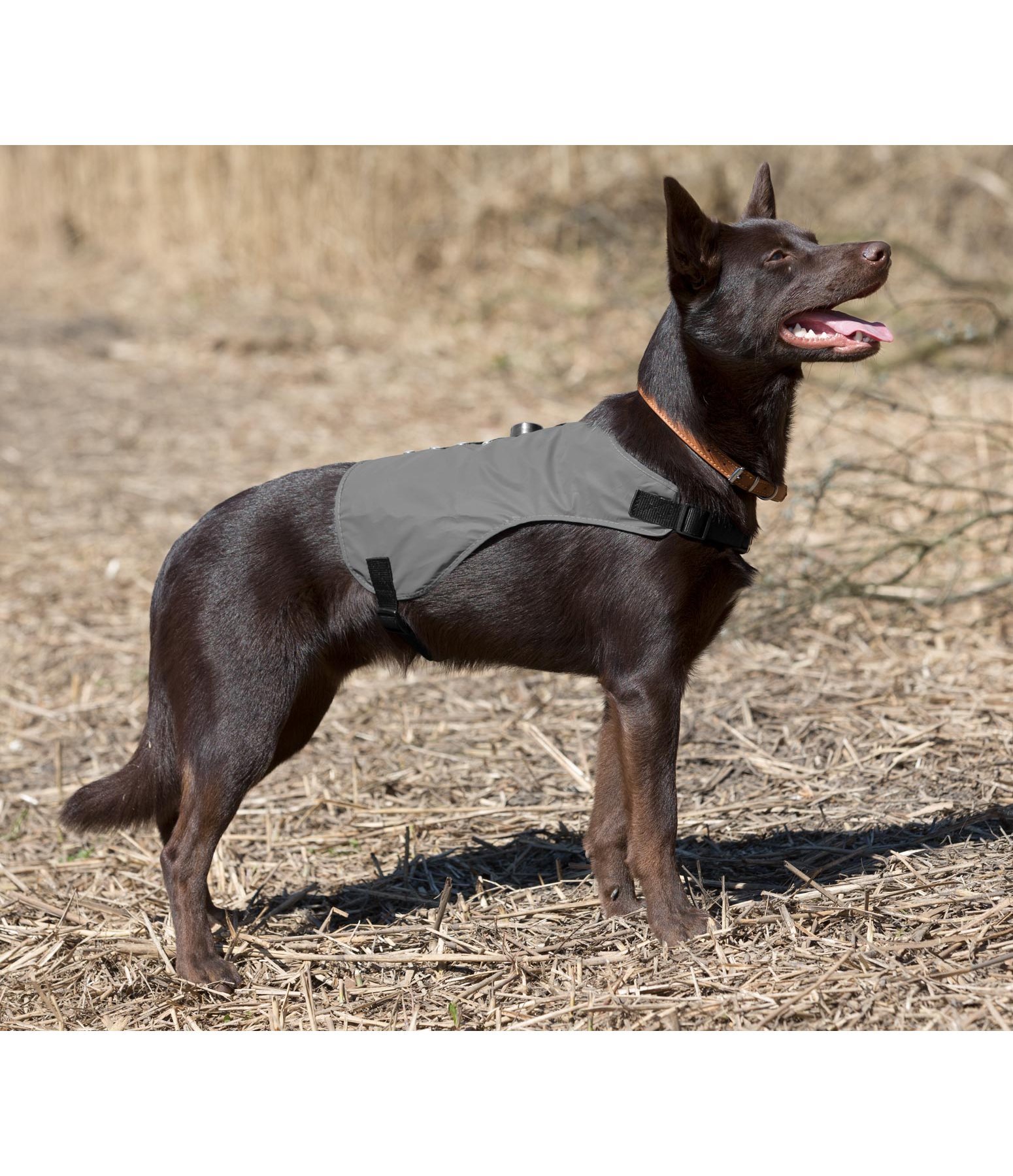 LED-Hunde-Reflexweste Shine-Bright
