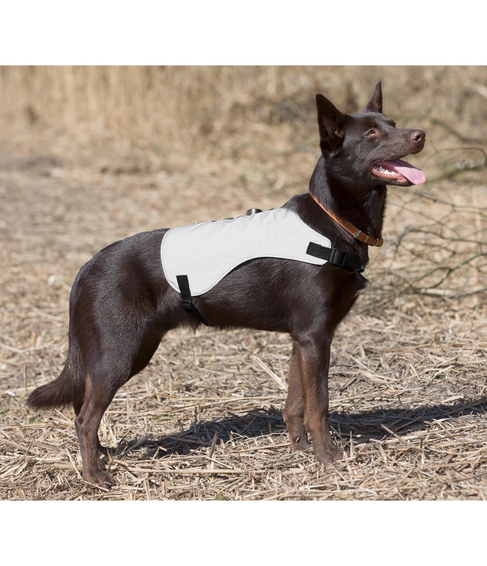 LED-Hunde-Reflexweste Shine-Bright